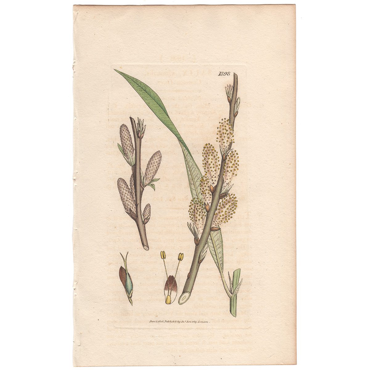 Sowerby Botany Plate 1898 Common Osier