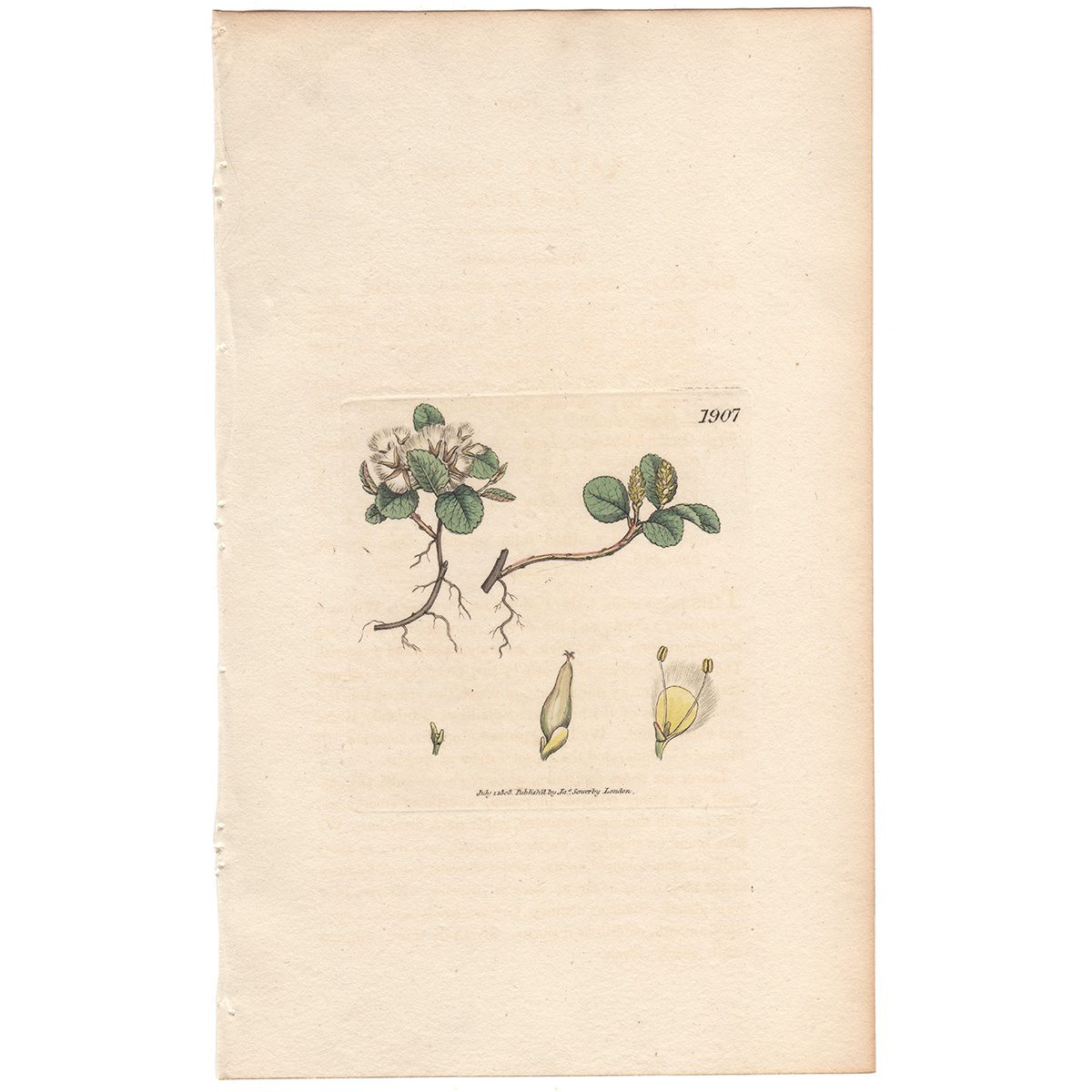 Sowerby Botany Plate 1907 Least Willow