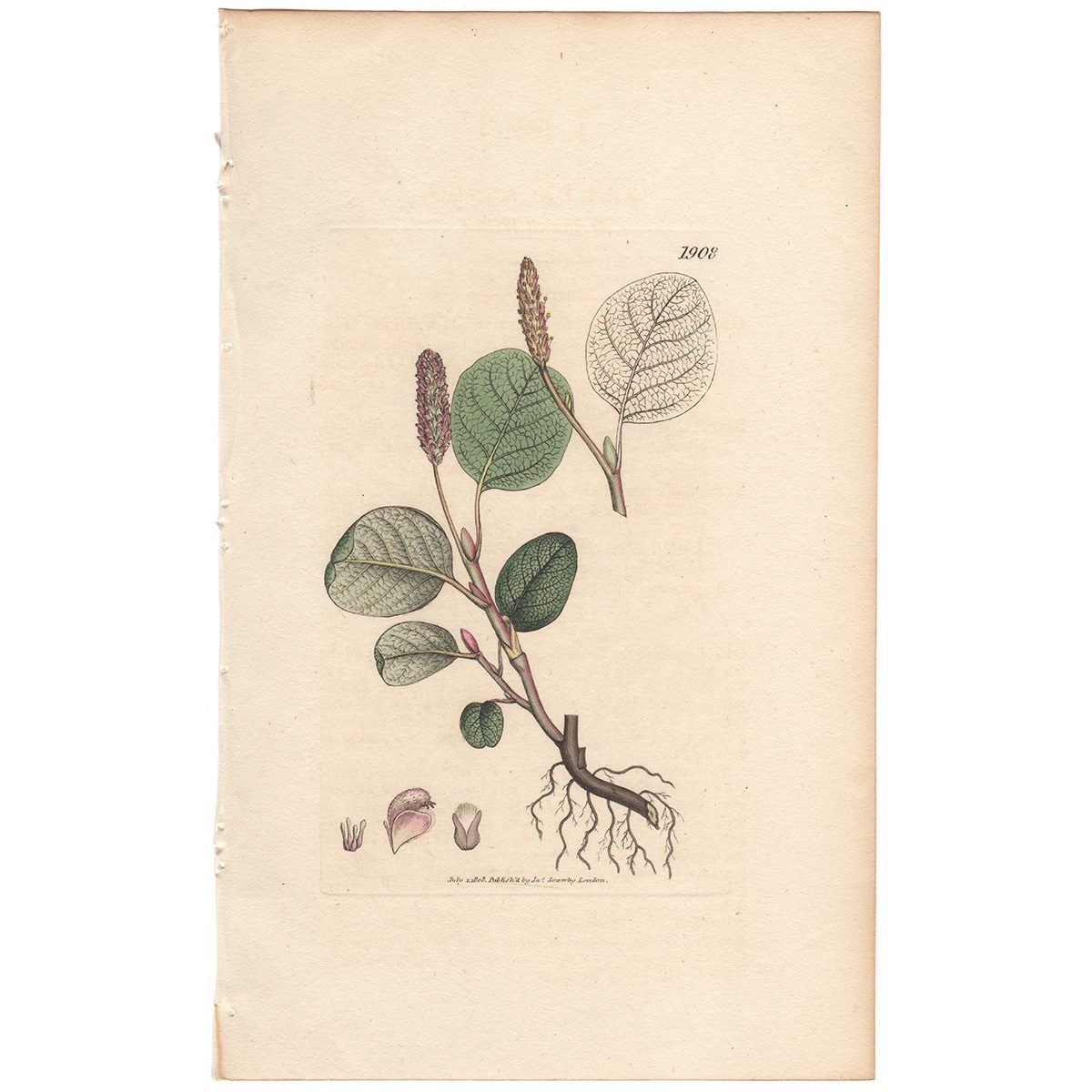 Sowerby Botany Plate 1908 Wrinkled Willow