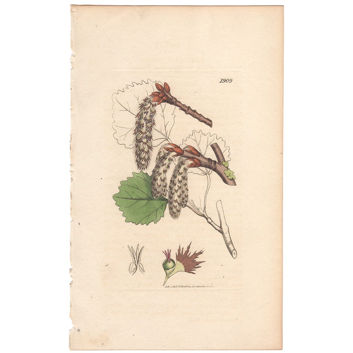 Sowerby Botany Plate 1909 Aspen, or Trembling Poplar