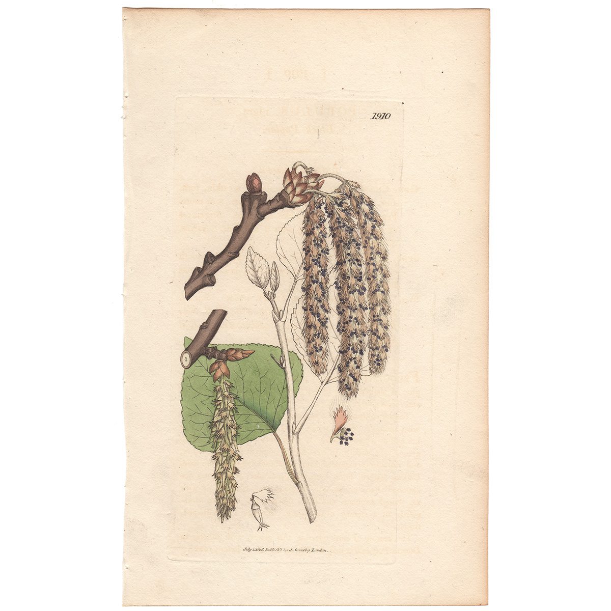 Sowerby Botany Plate 1910 Black Poplar