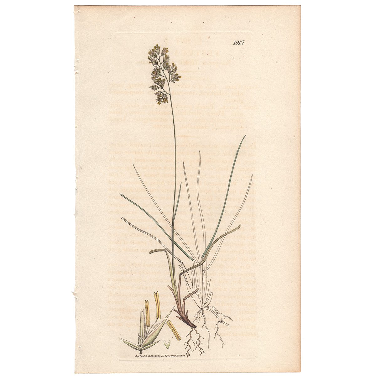 Sowerby Botany Plate 1917 Sea-green Heath Fescue-grass