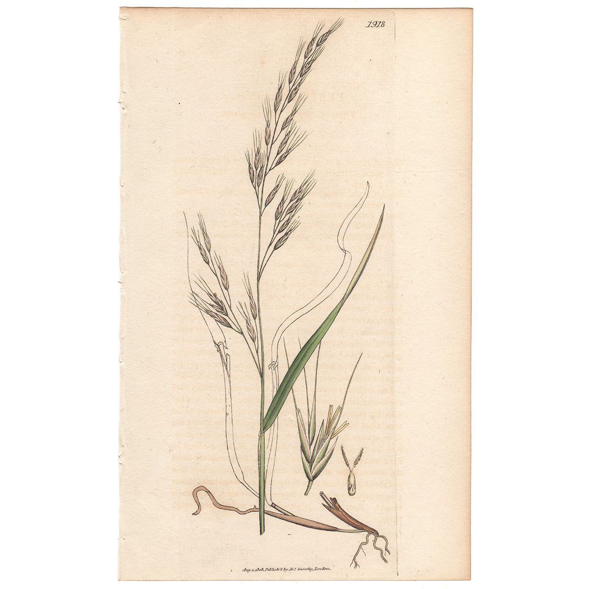 Sowerby Botany Plate 1918 Three-flowered Fescue-grass