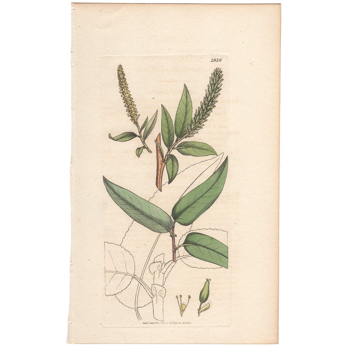 Sowerby Botany Plate 1936 Almond-leaved Willow