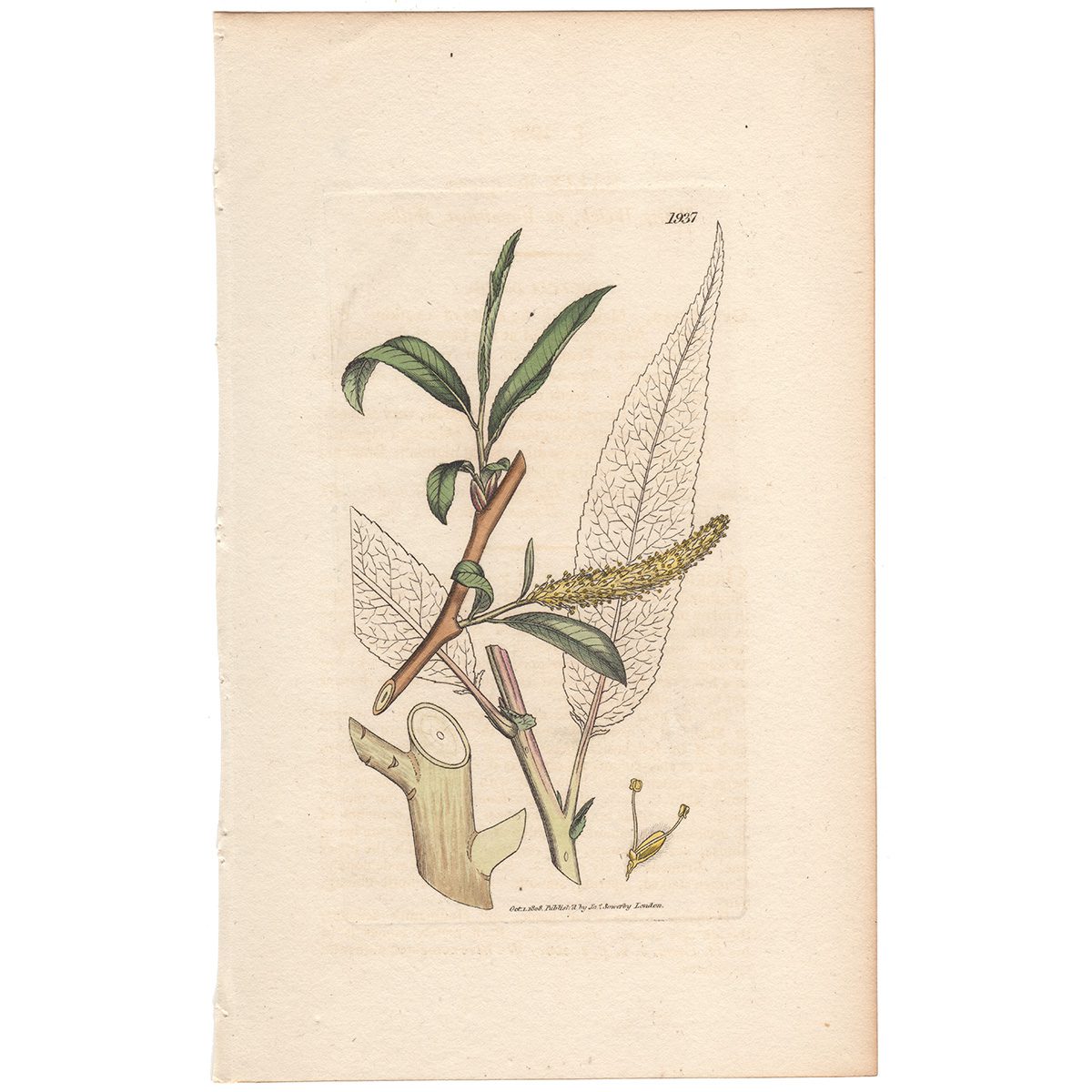 Sowerby Botany Plate 1937 White Welch, or Varnished, Willow