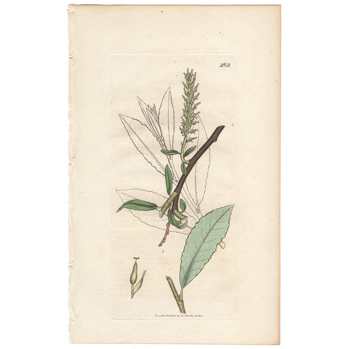 Sowerby Botany Plate 1958 Tea-leaved Willow