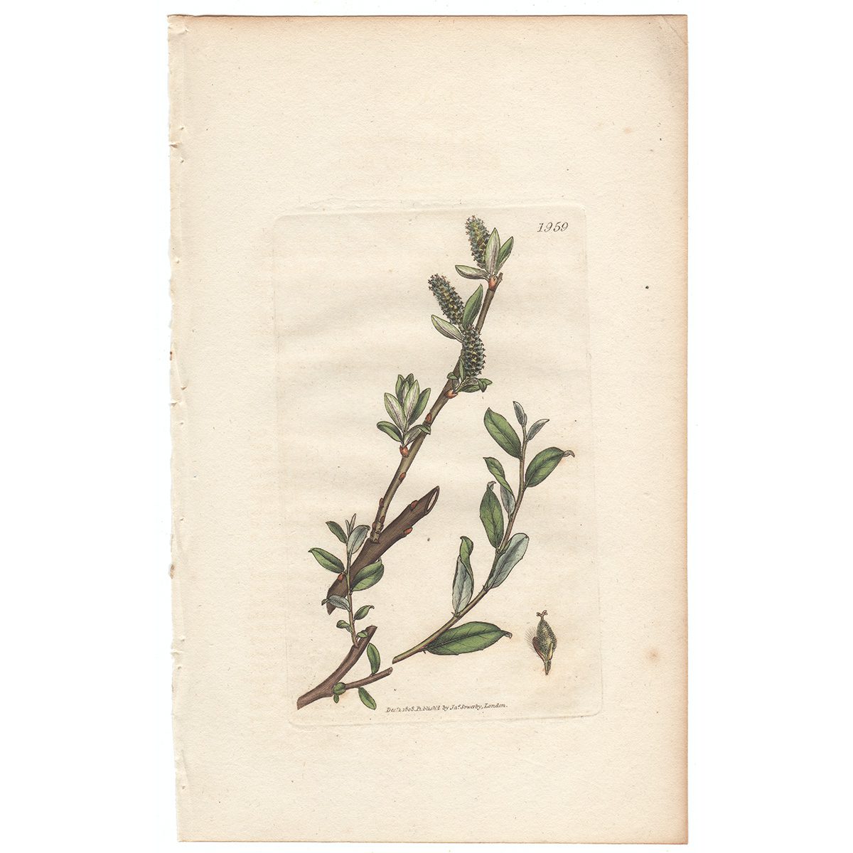 Sowerby Botany Plate 1959 Prostrate Dwarf Willow