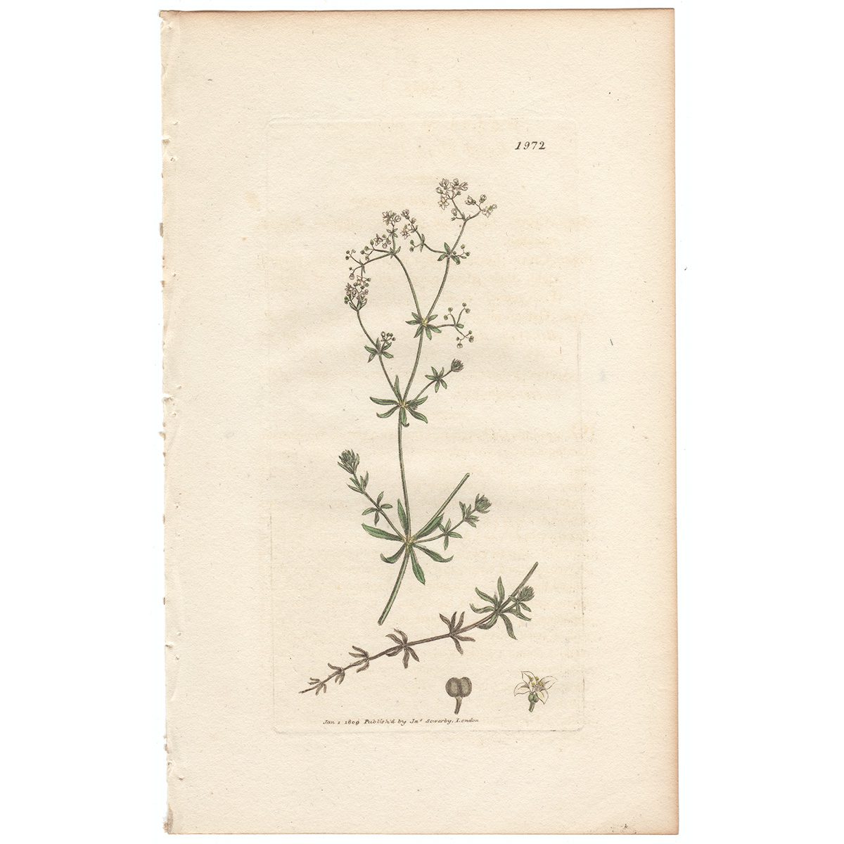 Sowerby Botany Plate 1972 Rough Marsh Bed-straw