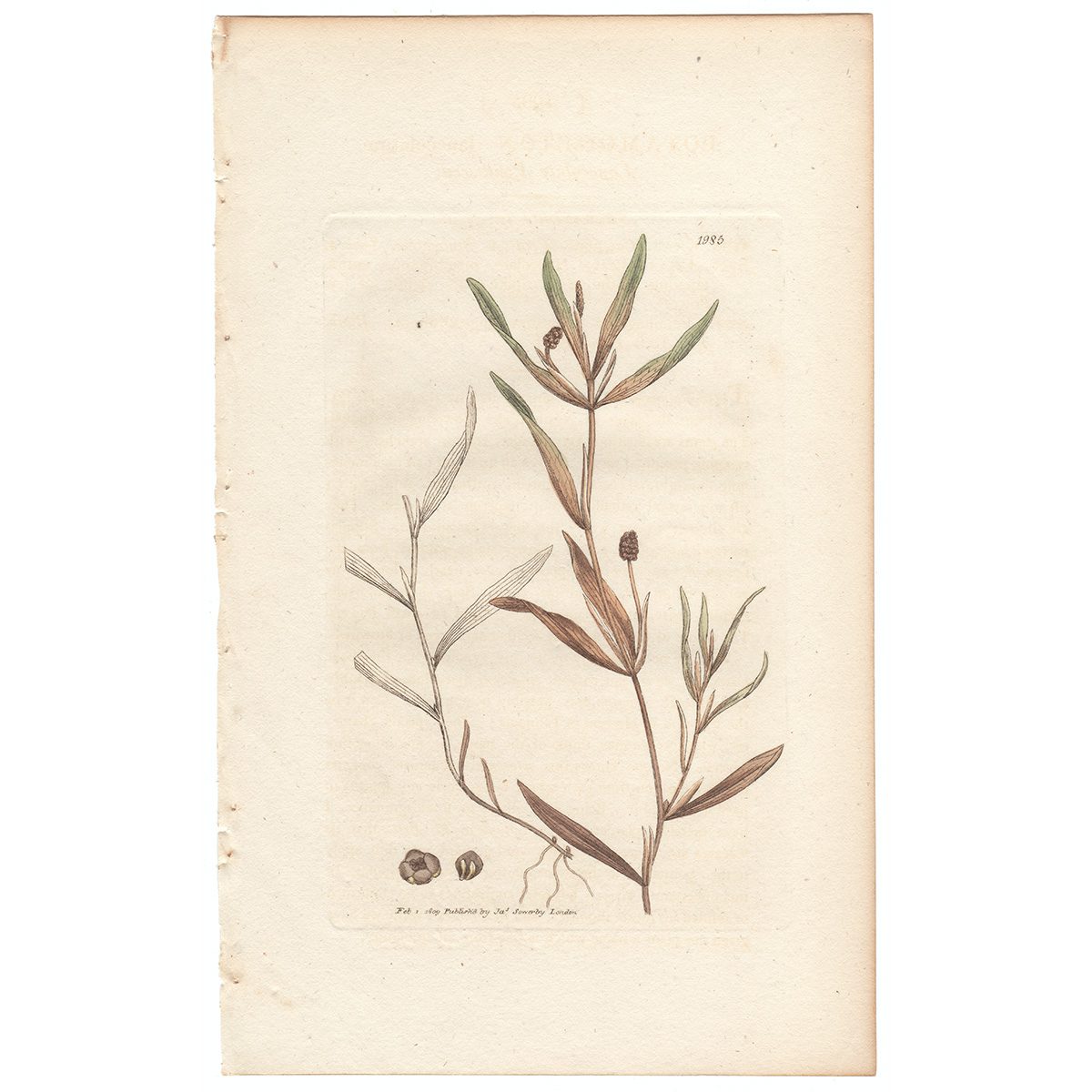 Sowerby Botany Plate 1985 Lanceolate Pondweed