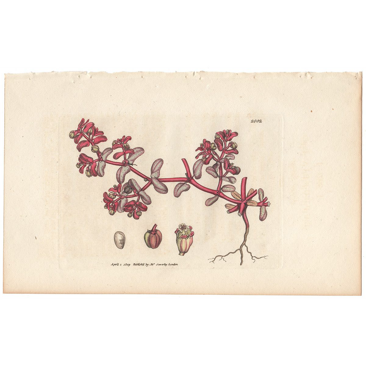 Sowerby Botany Plate 2002 Purple Spurge