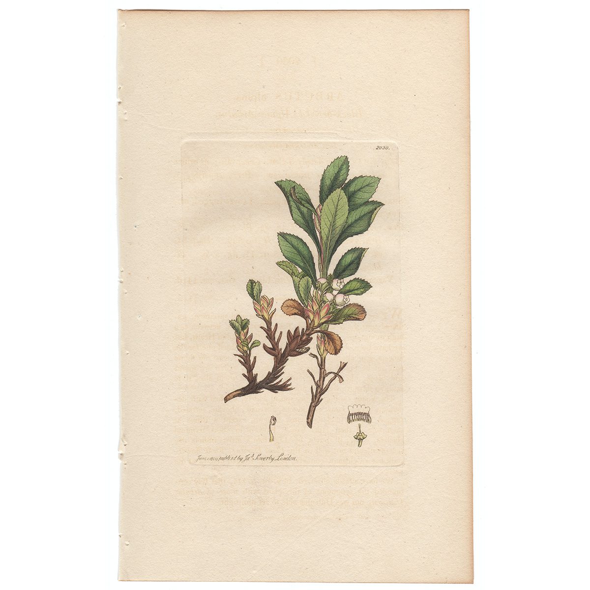 Sowerby Botany Plate 2030 Black-berried Alpine Arbutus
