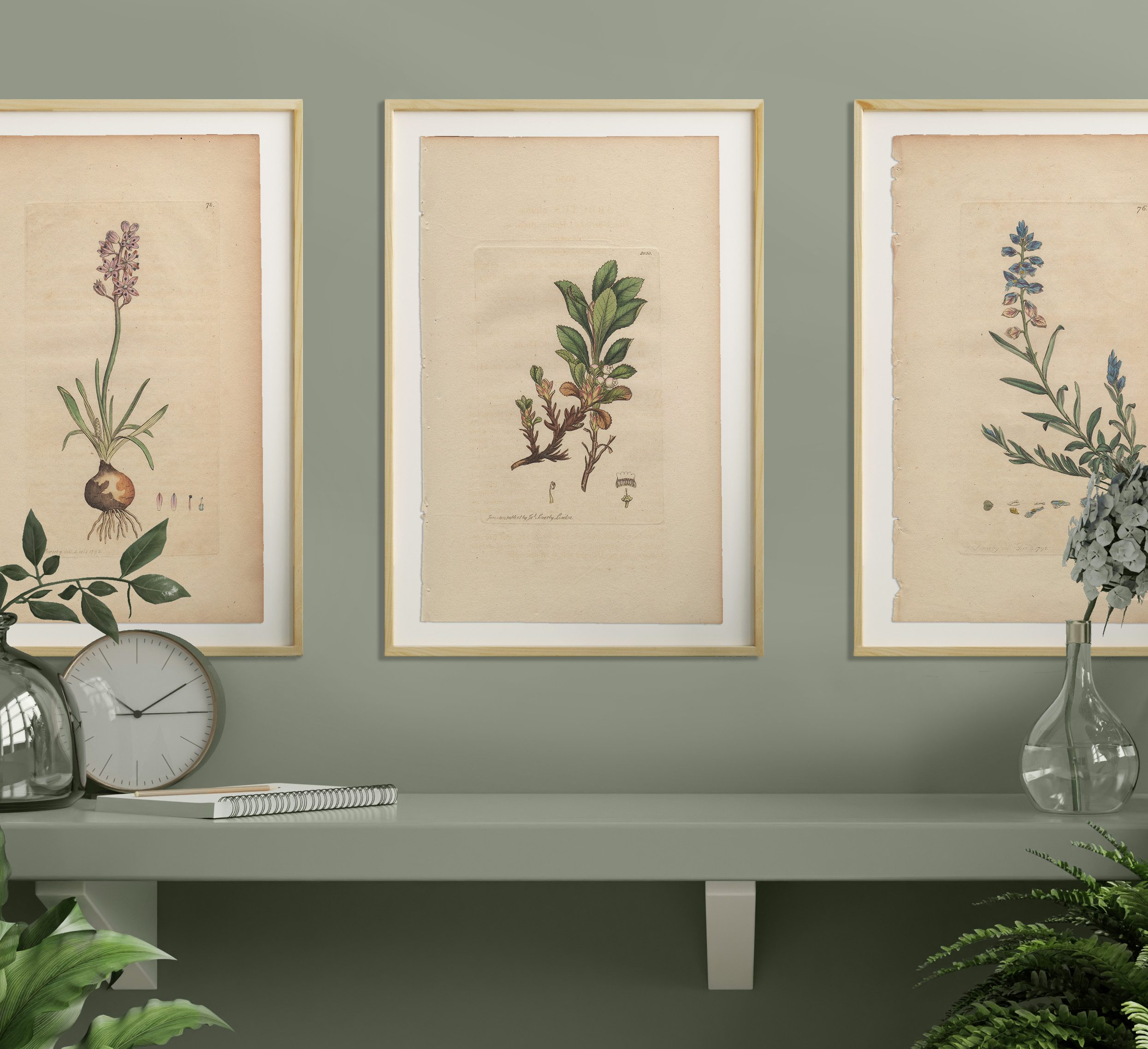 Sowerby Botany Plate 2030 Black-berried Alpine Arbutus - Image 4