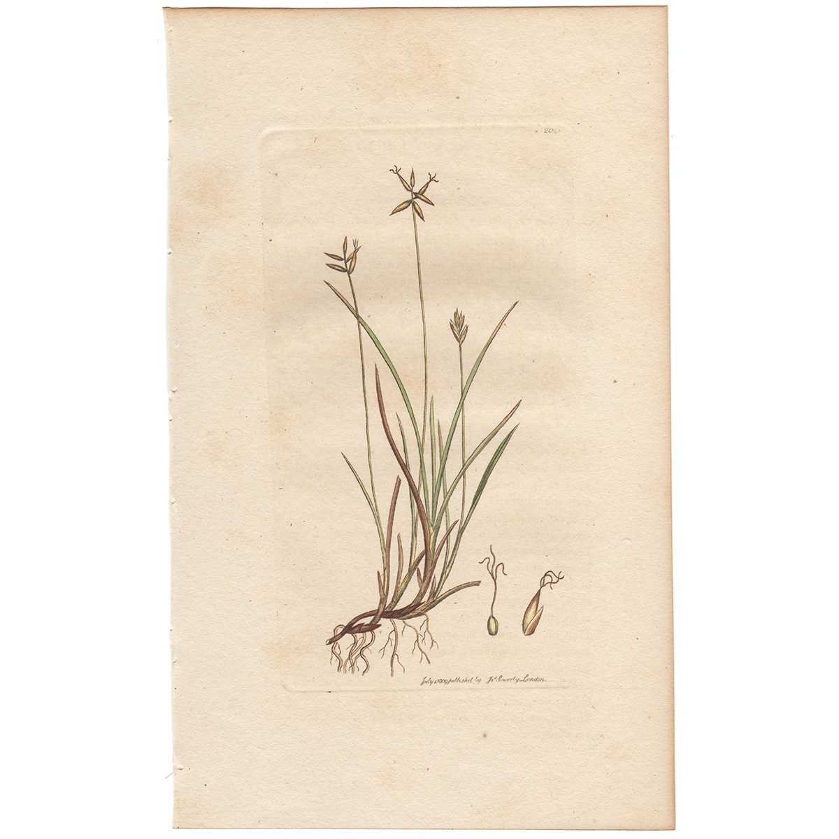 Sowerby Botany Plate 2041 Few-flowered Carex