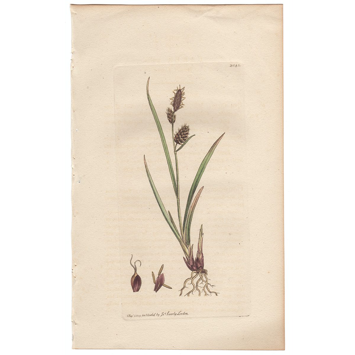 Sowerby Botany Plate 2045 Russet Carex