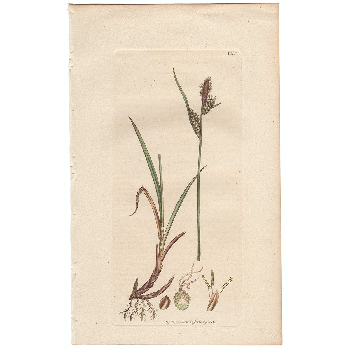 Sowerby Botany Plate 2046 Downy-fruited Carex