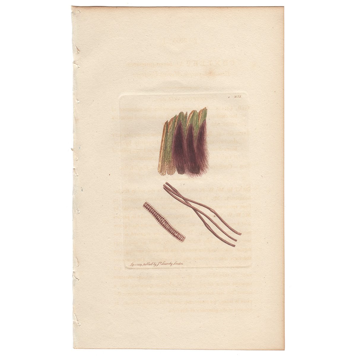 Sowerby Botany Plate 2055 Brownish-purple Marine Conferva