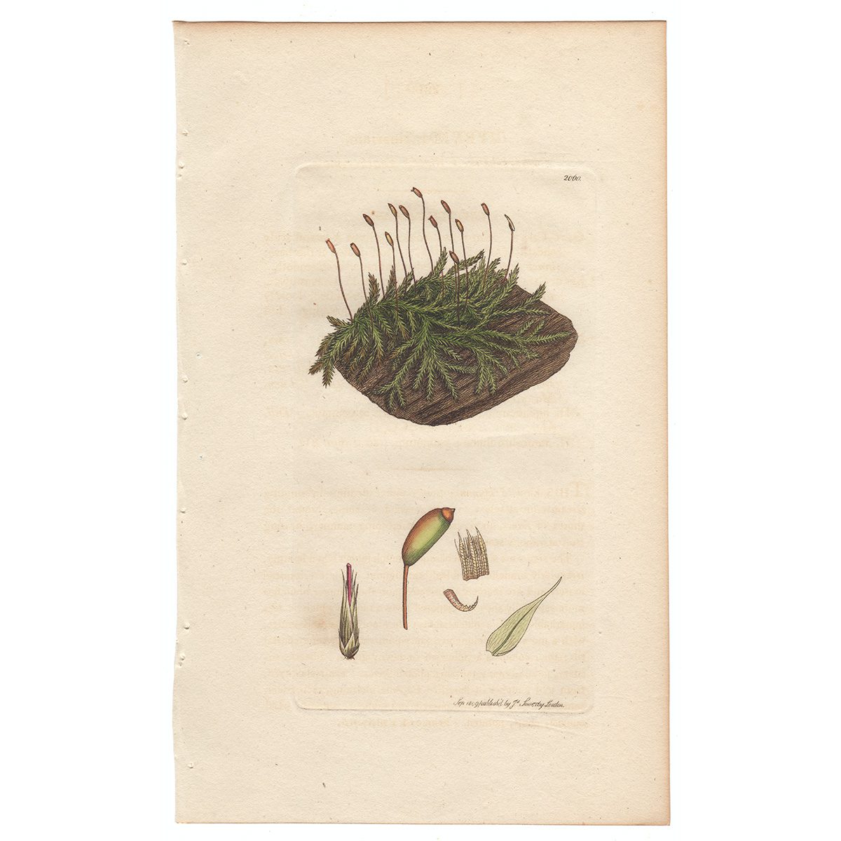 Sowerby Botany Plate 2060 Short-beaked Water Feather-moss