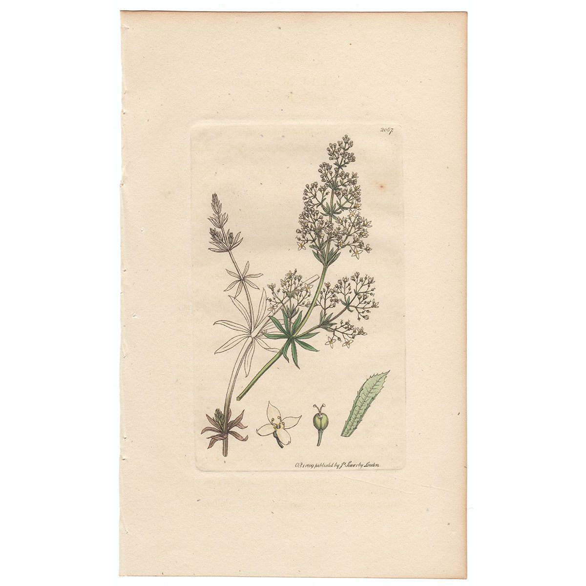 Sowerby Botany Plate 2067 Upright Bed-straw