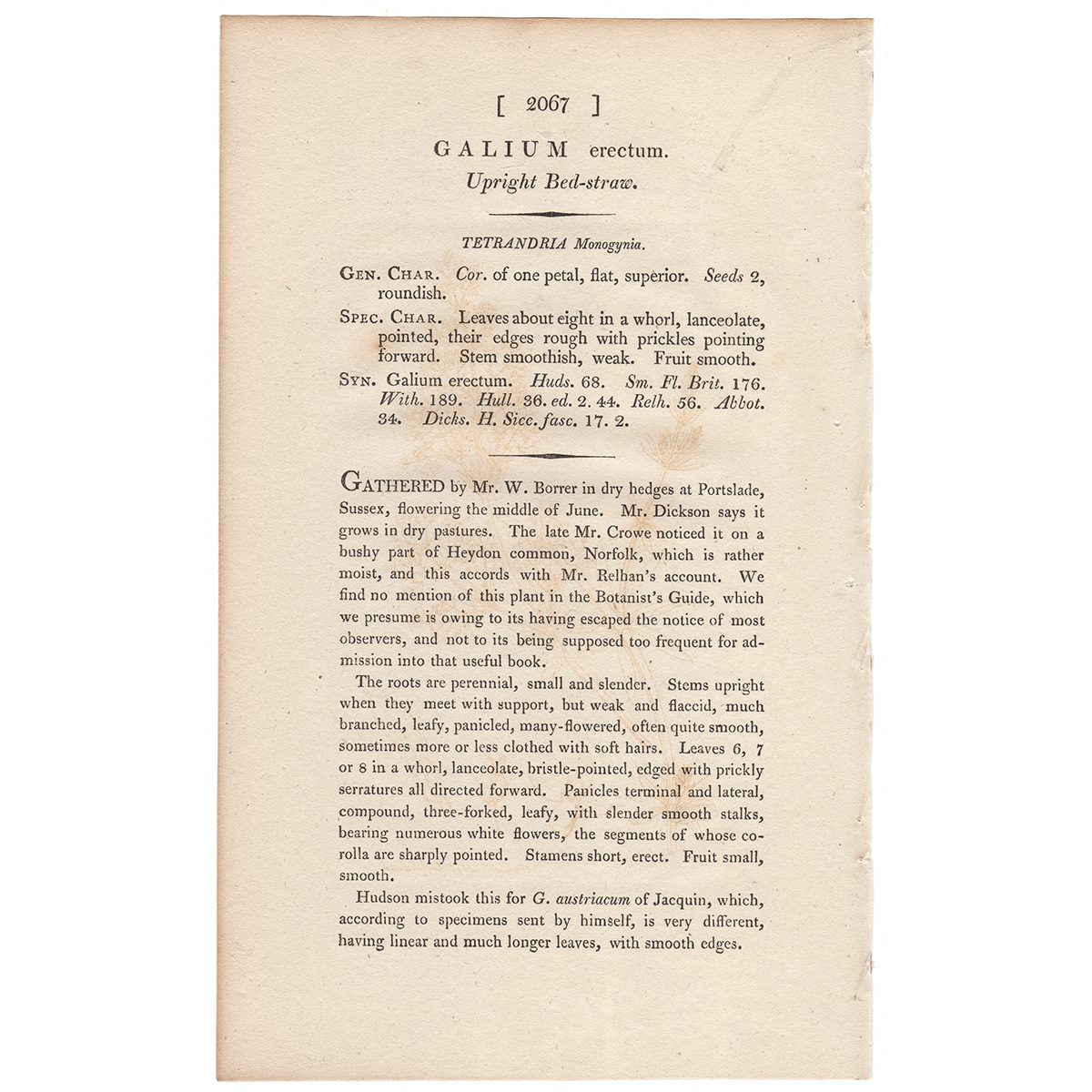 James Sowerby English Botany