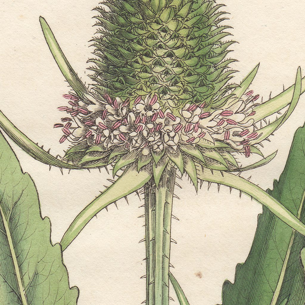 James Sowerby English Botany