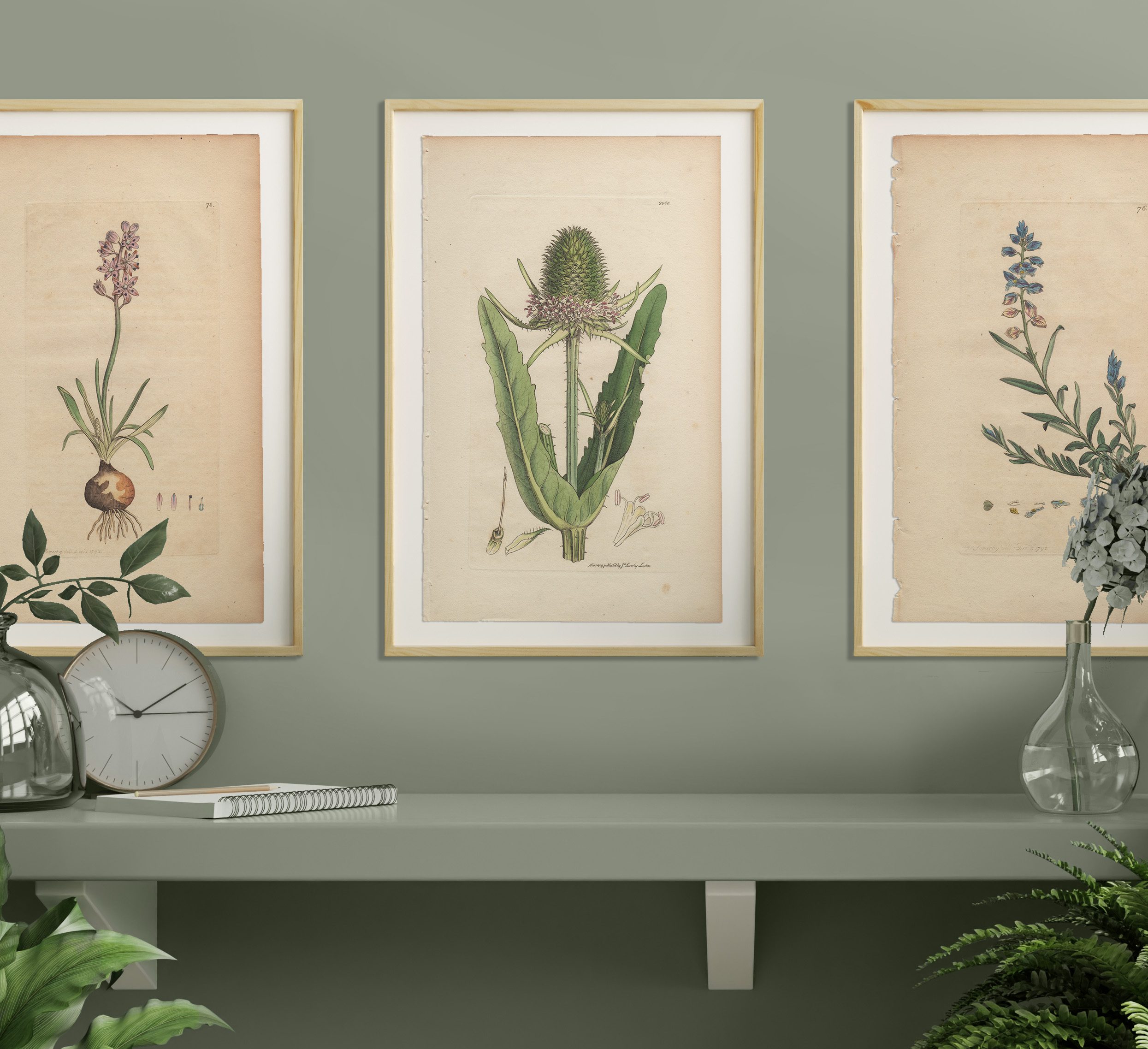 James Sowerby English Botany