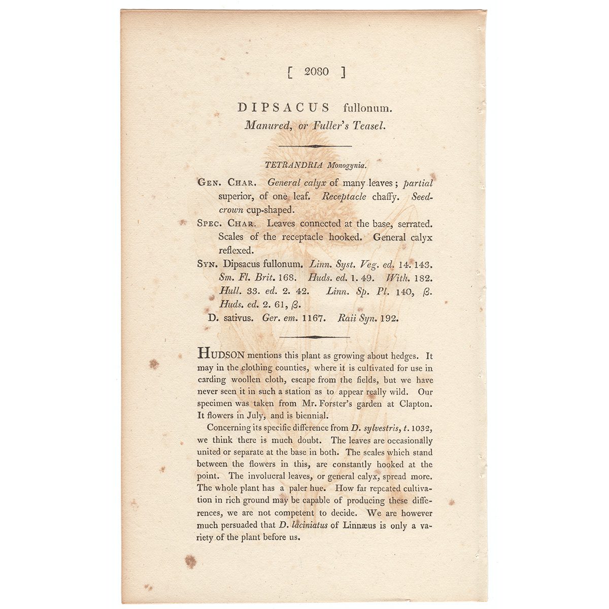 James Sowerby English Botany