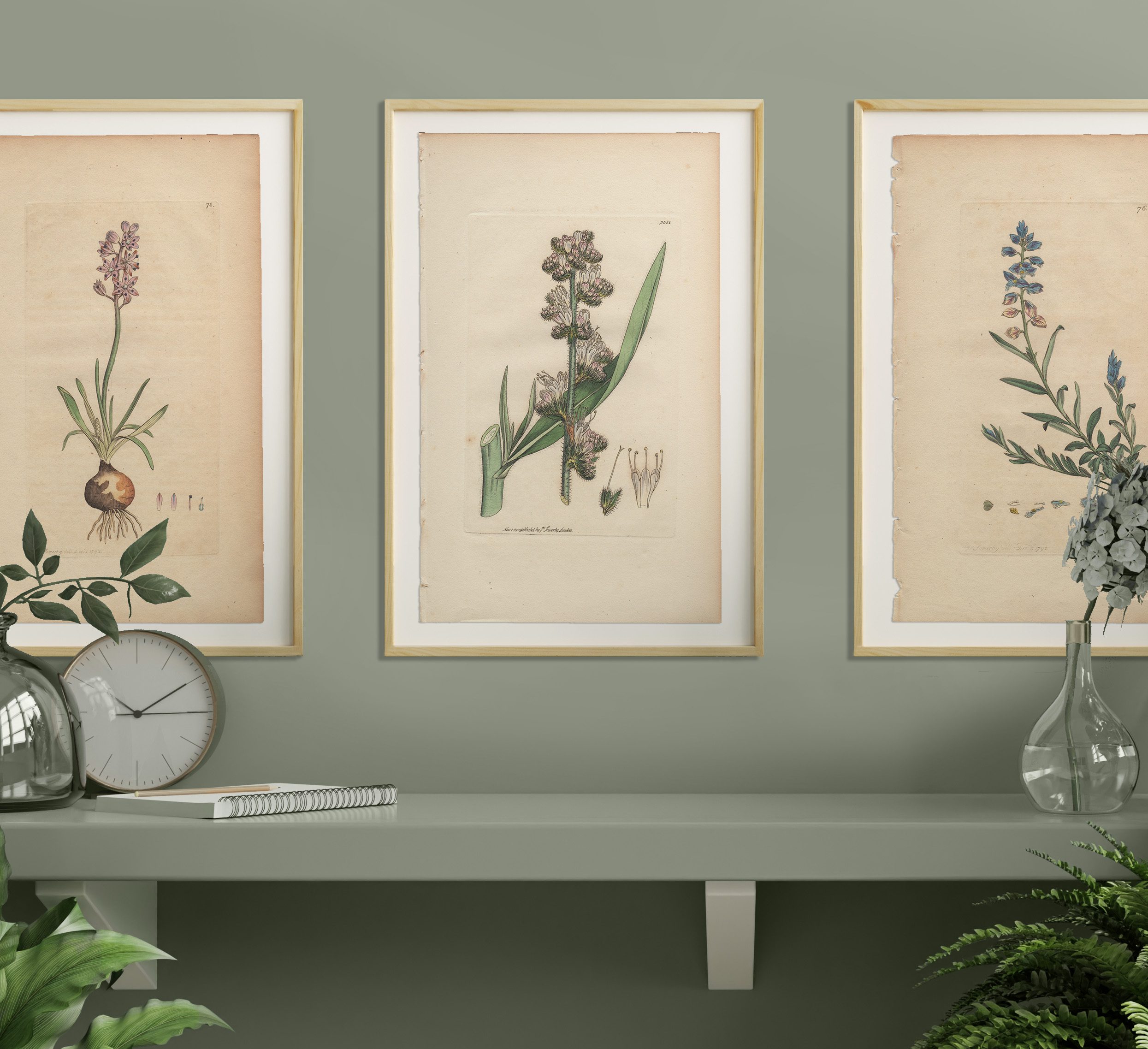 James Sowerby English Botany