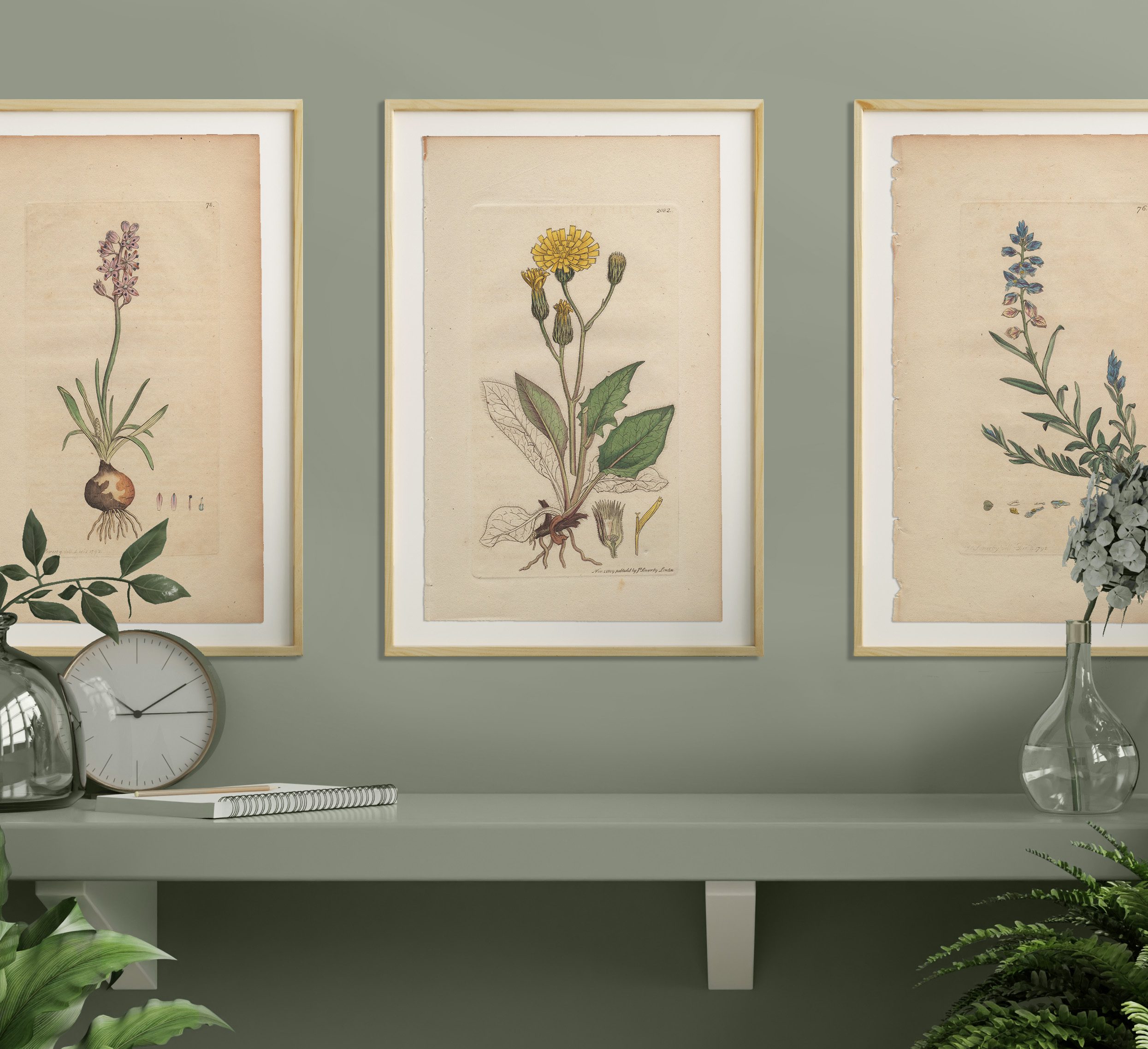 James Sowerby English Botany