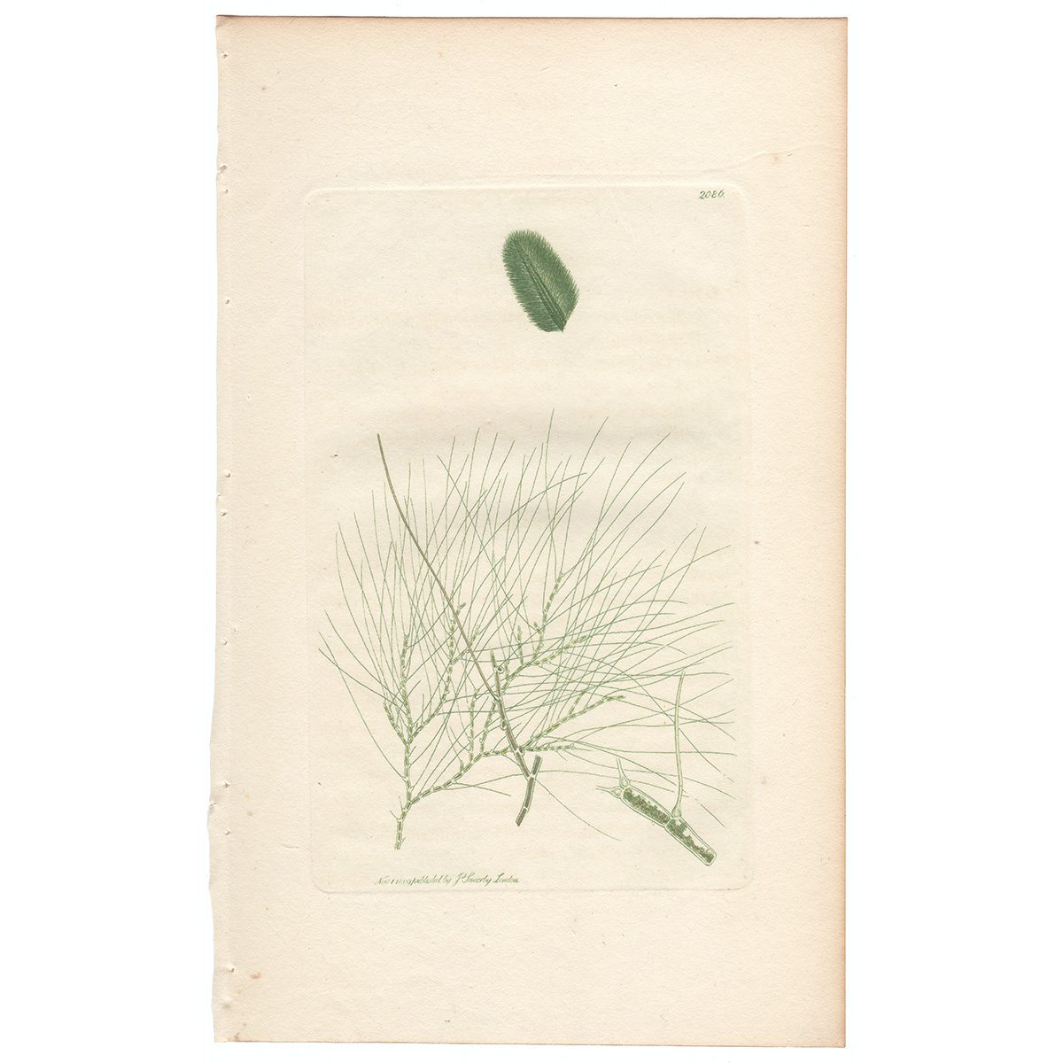 Sowerby Botany Plate 2086 Viviparous Conferva