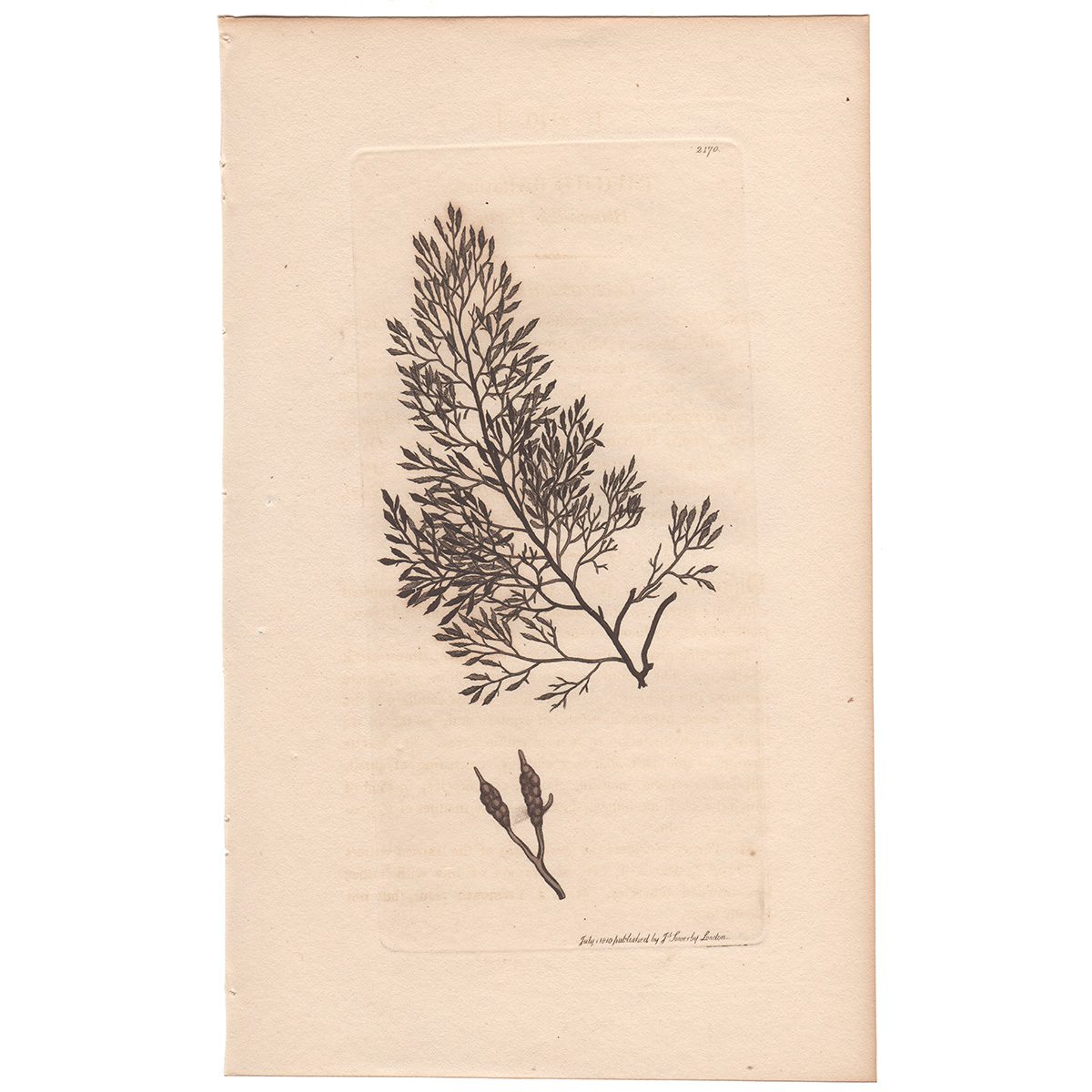 Sowerby Botany Plate 2170 Beard-like Fucus