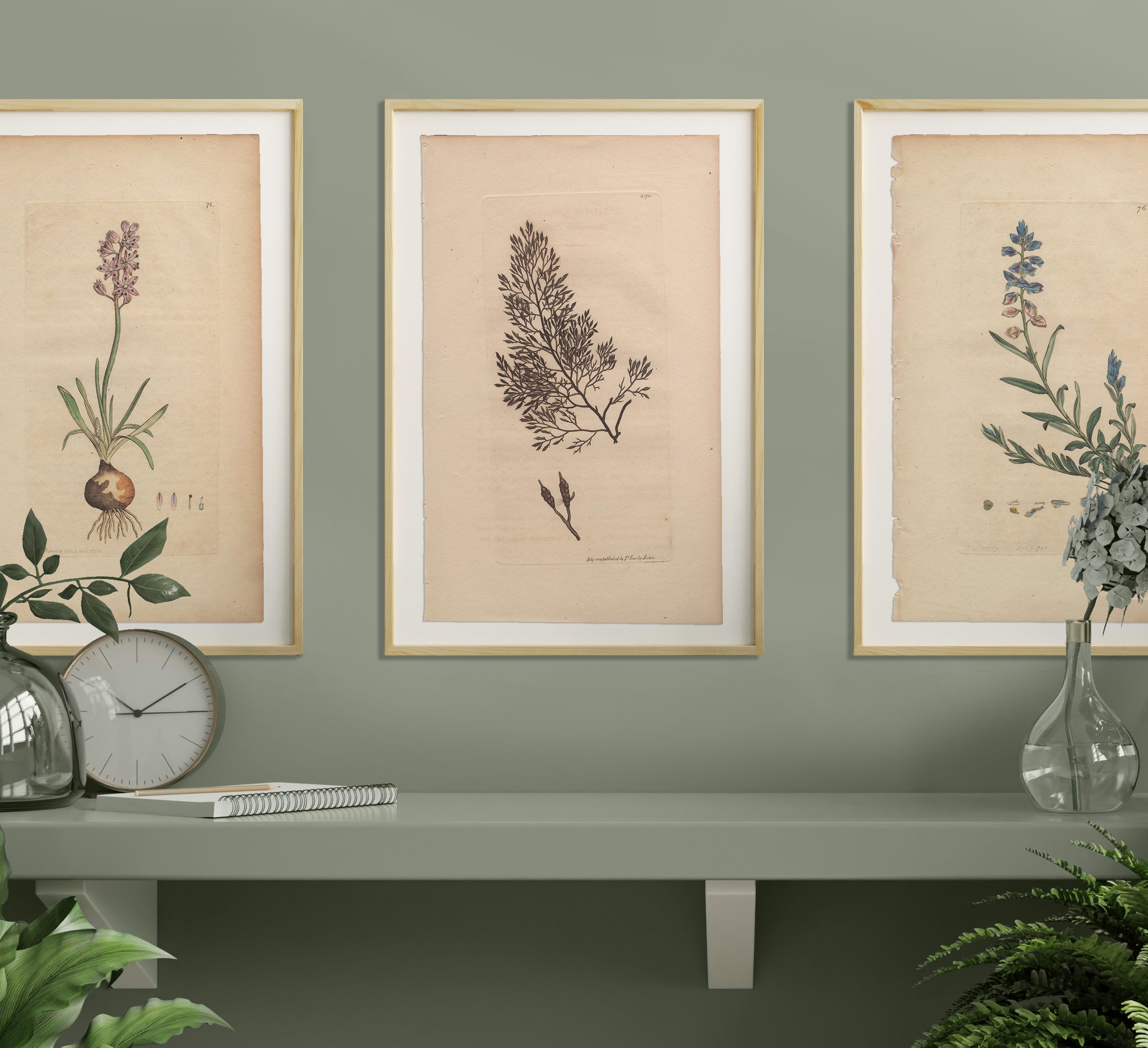 James Sowerby English Botany