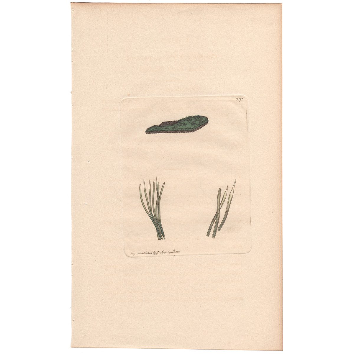 Sowerby Botany Plate 2171 Green Plush Conferva