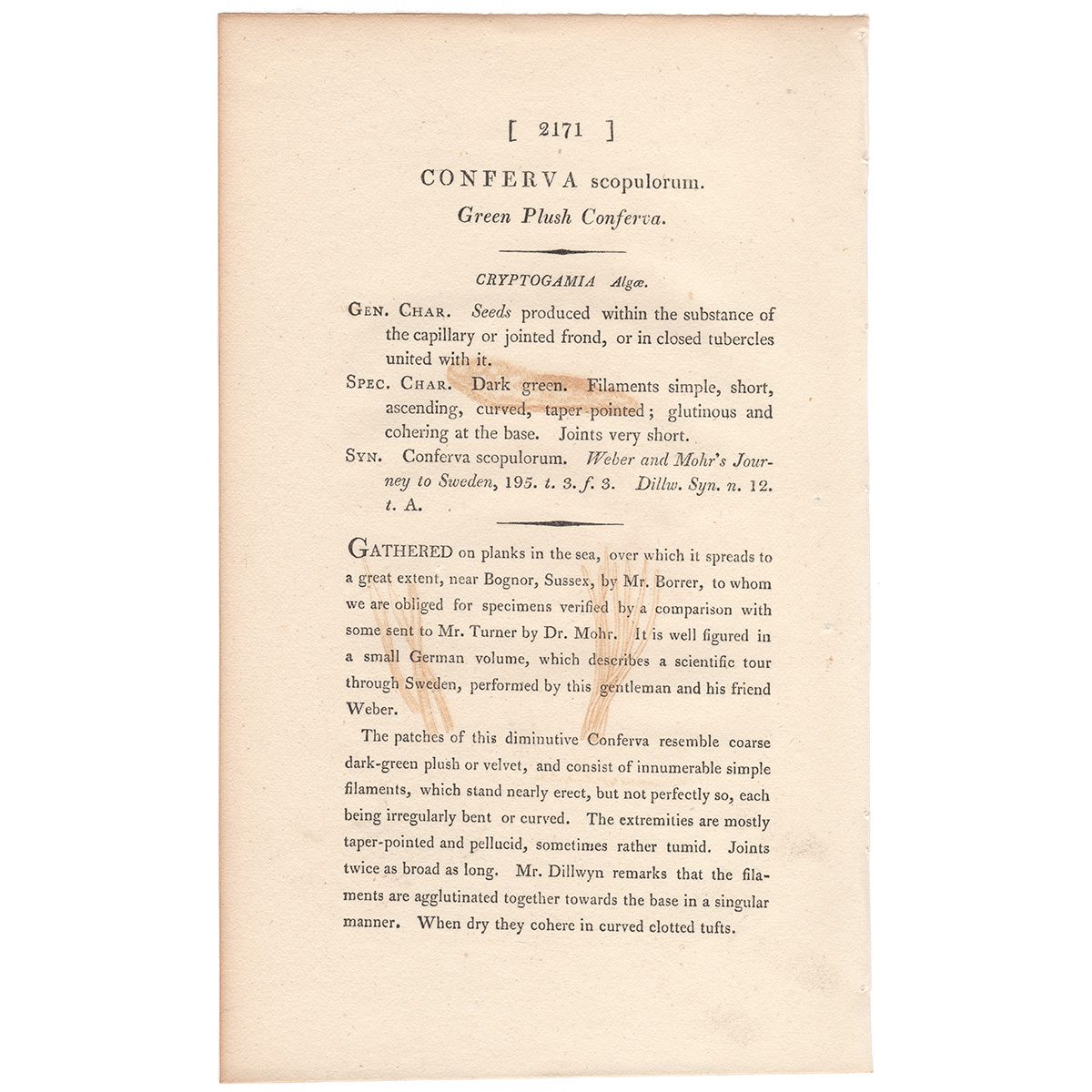 James Sowerby English Botany