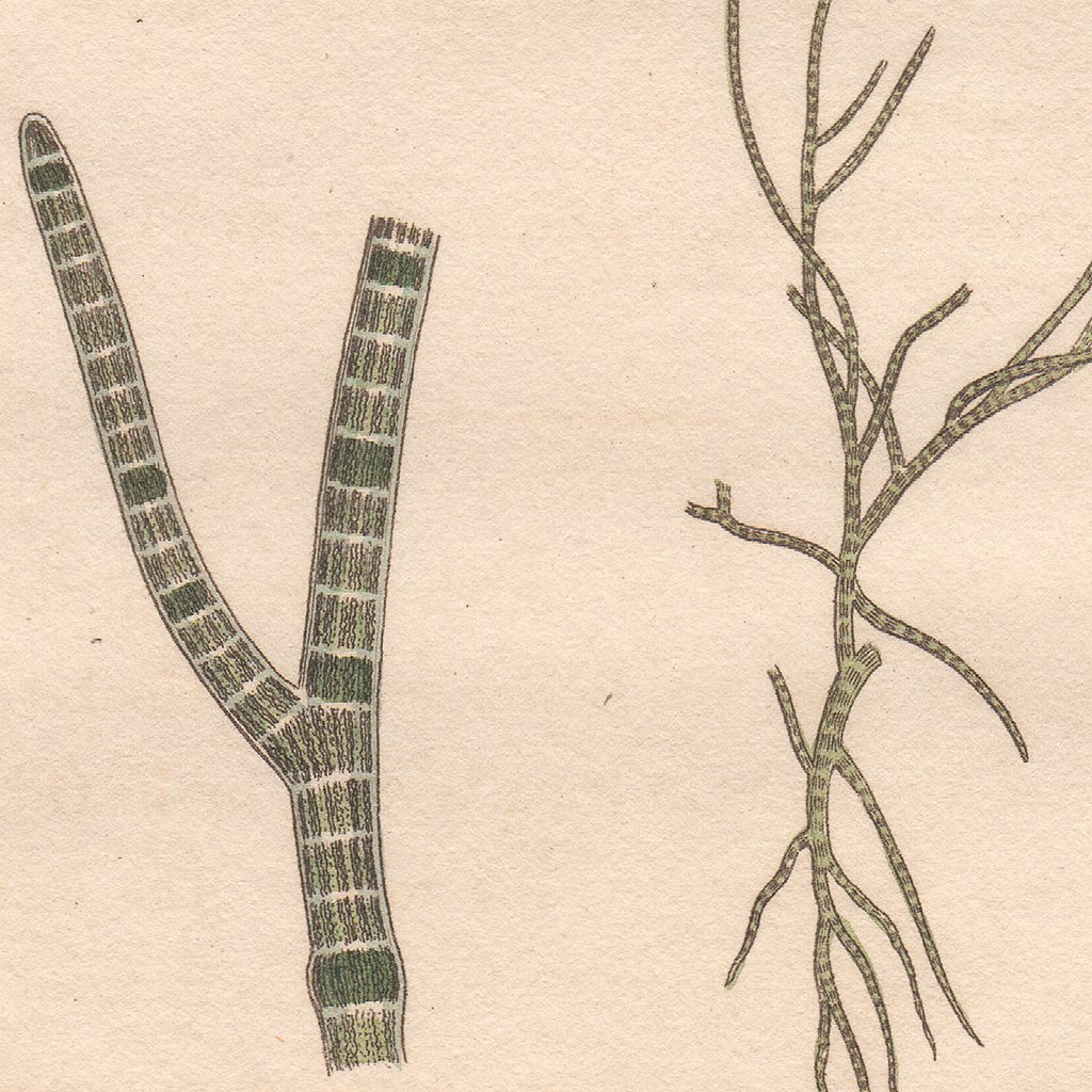 James Sowerby English Botany