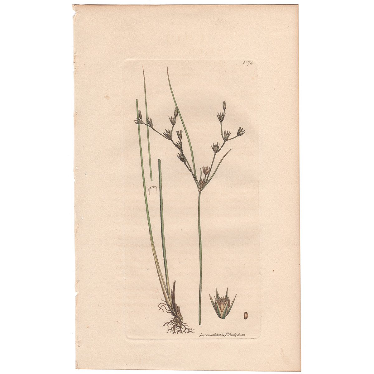 Sowerby Botany Plate 2173 Warty-fruited Bedstraw