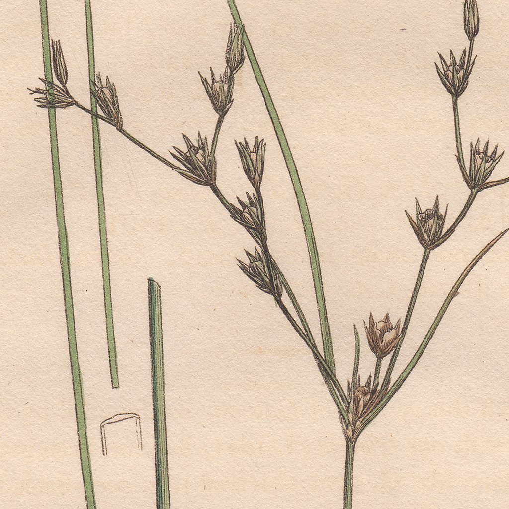 James Sowerby English Botany