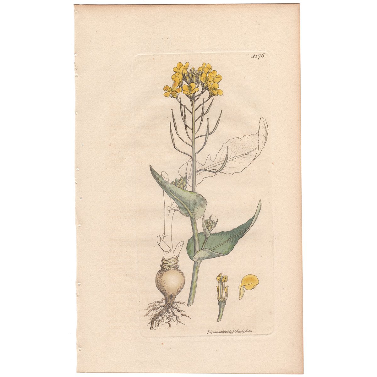 Sowerby Botany Plate 2176 Common Turnip