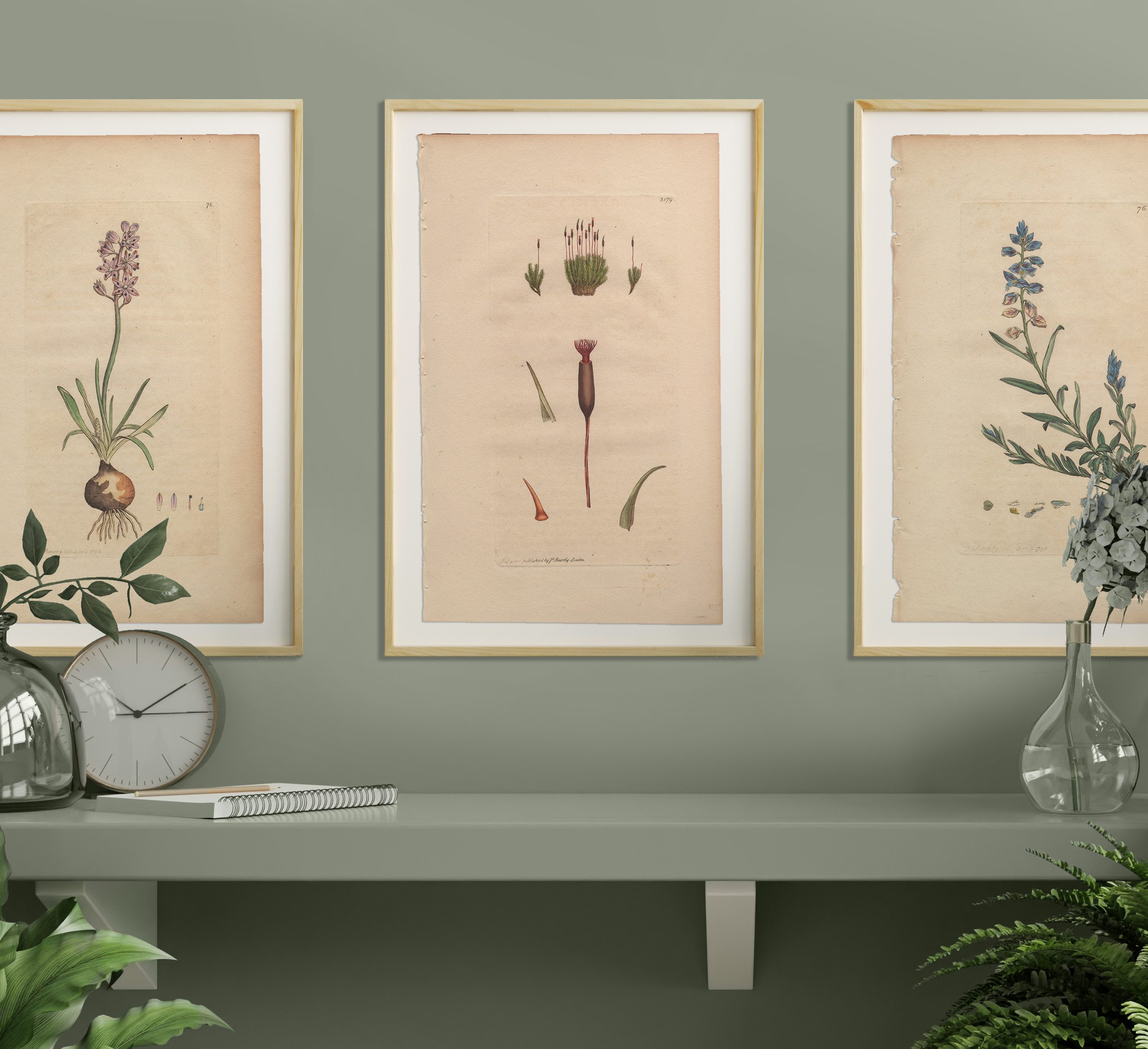 James Sowerby English Botany