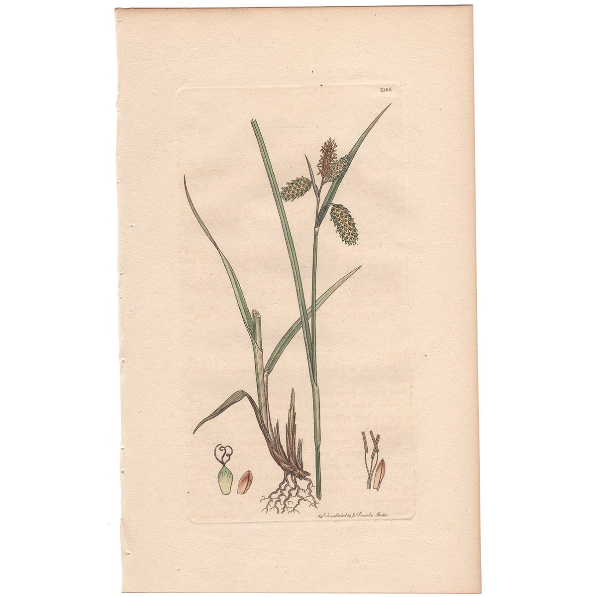 Sowerby Botany Plate 2185 Pale Carex