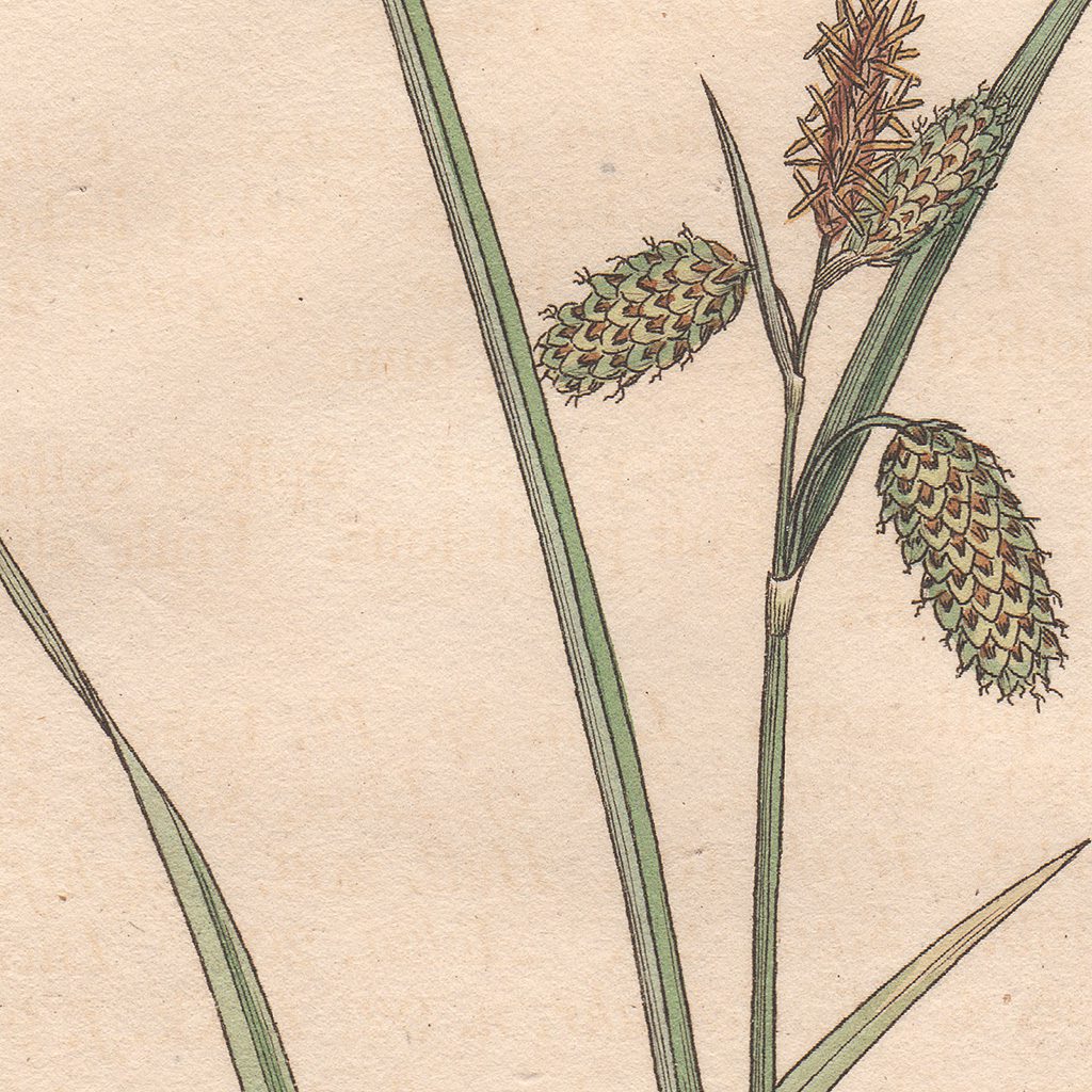 James Sowerby English Botany