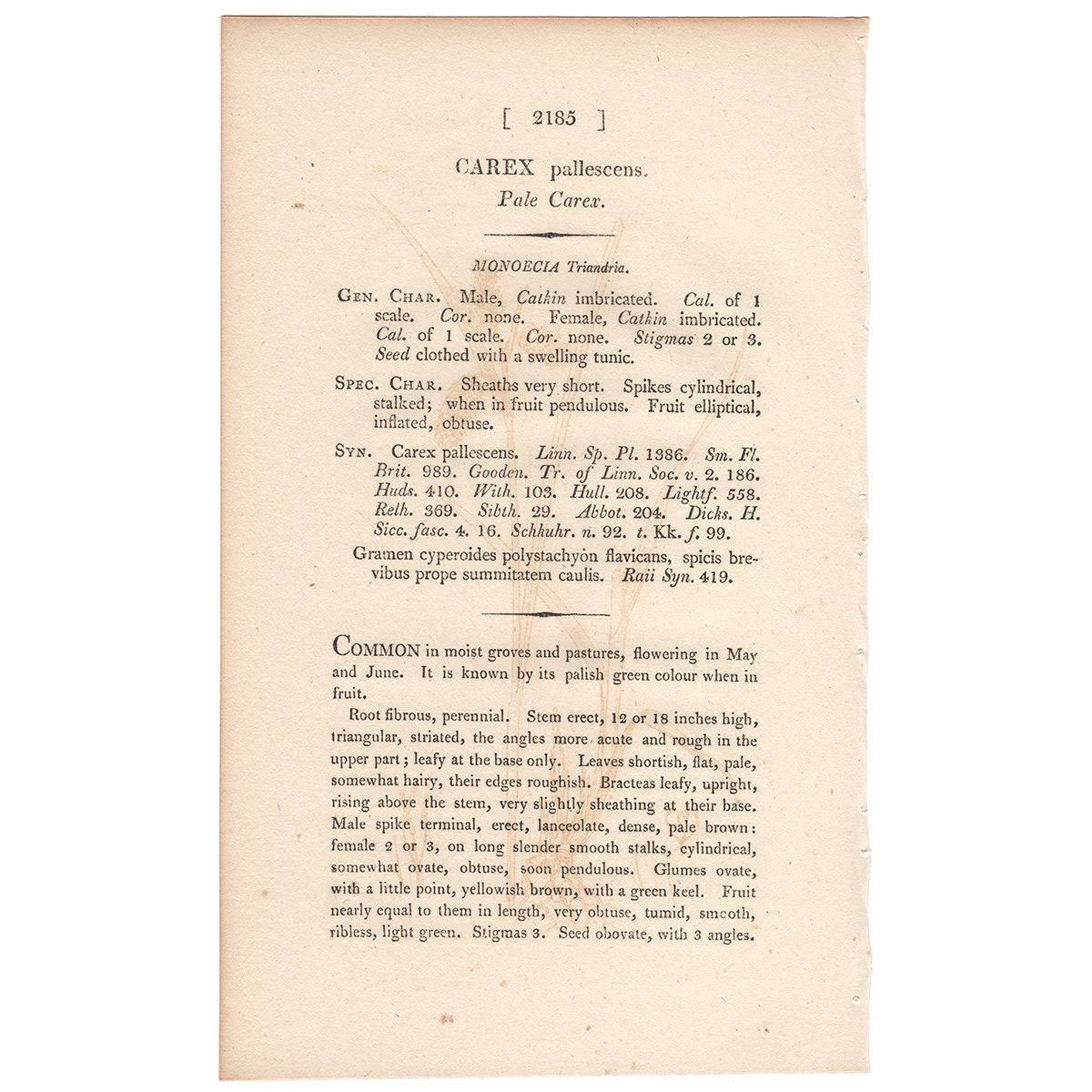 James Sowerby English Botany