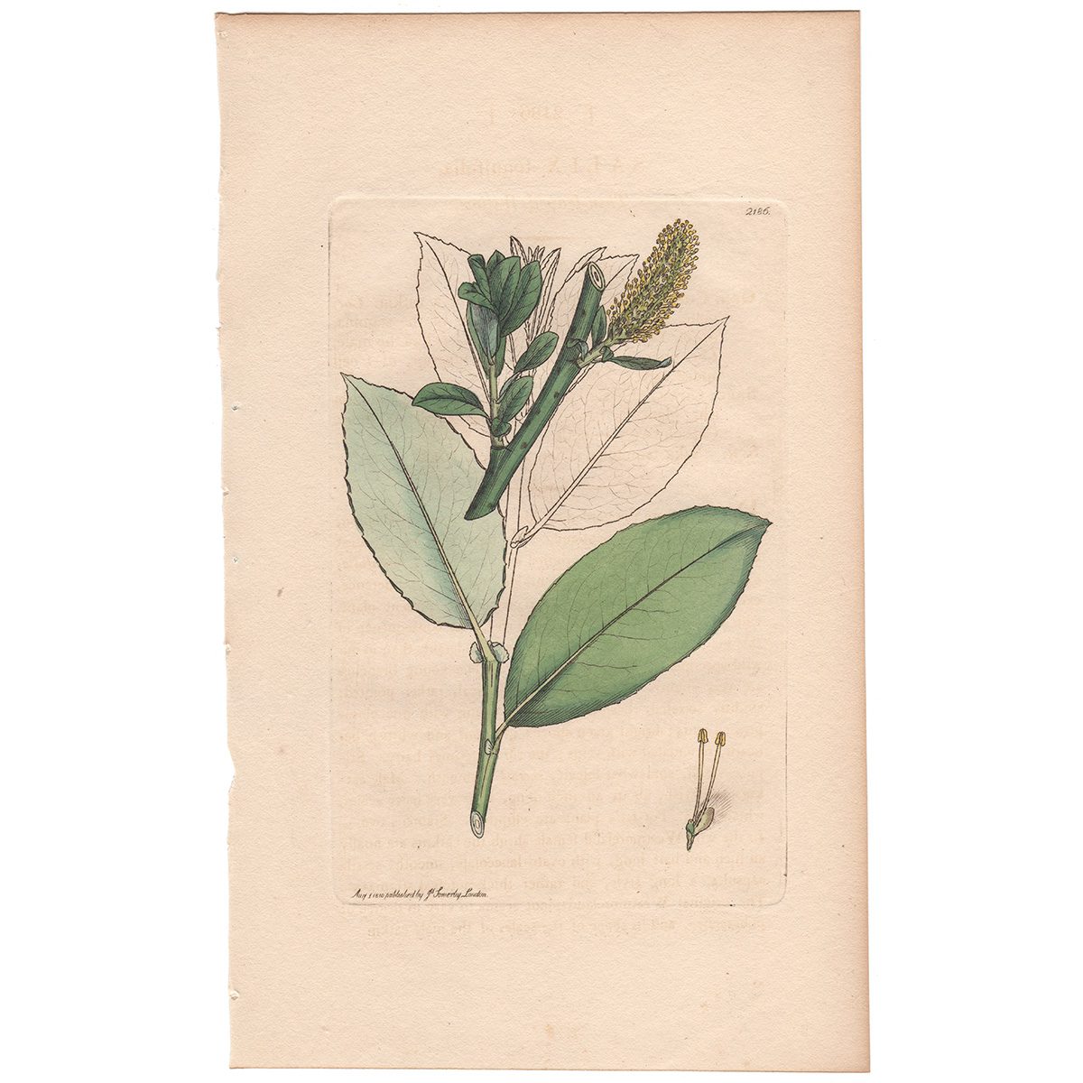 Sowerby Botany Plate 2186 Thin-leaved Willow
