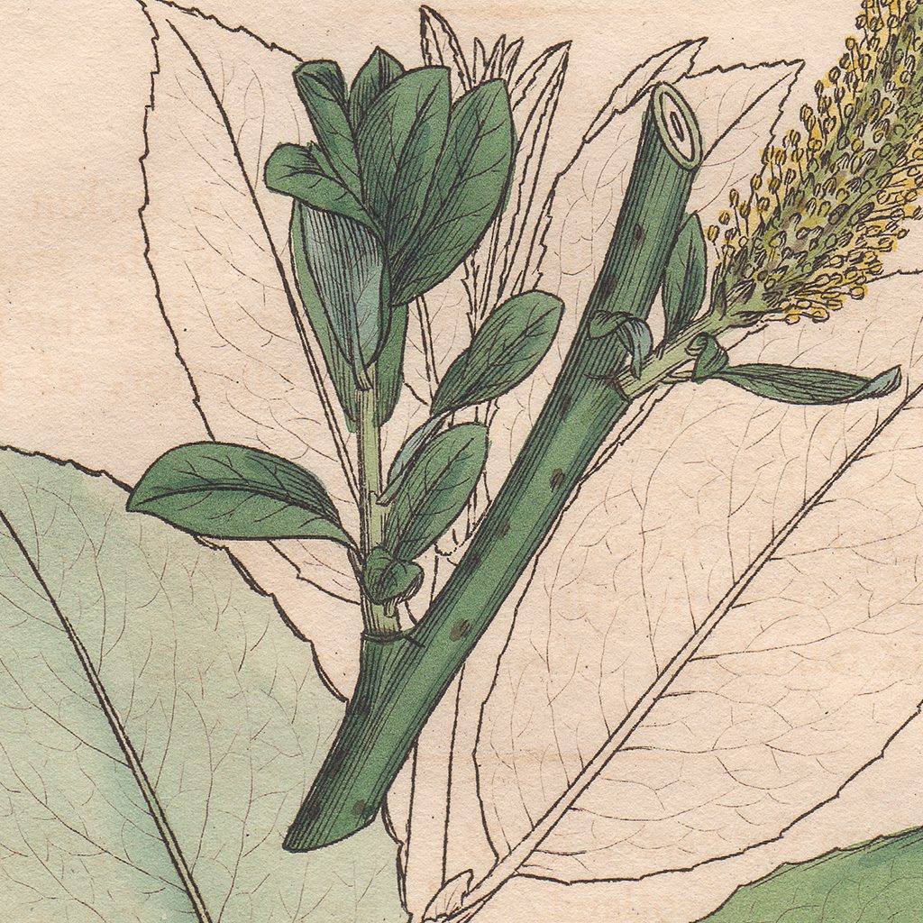 James Sowerby English Botany