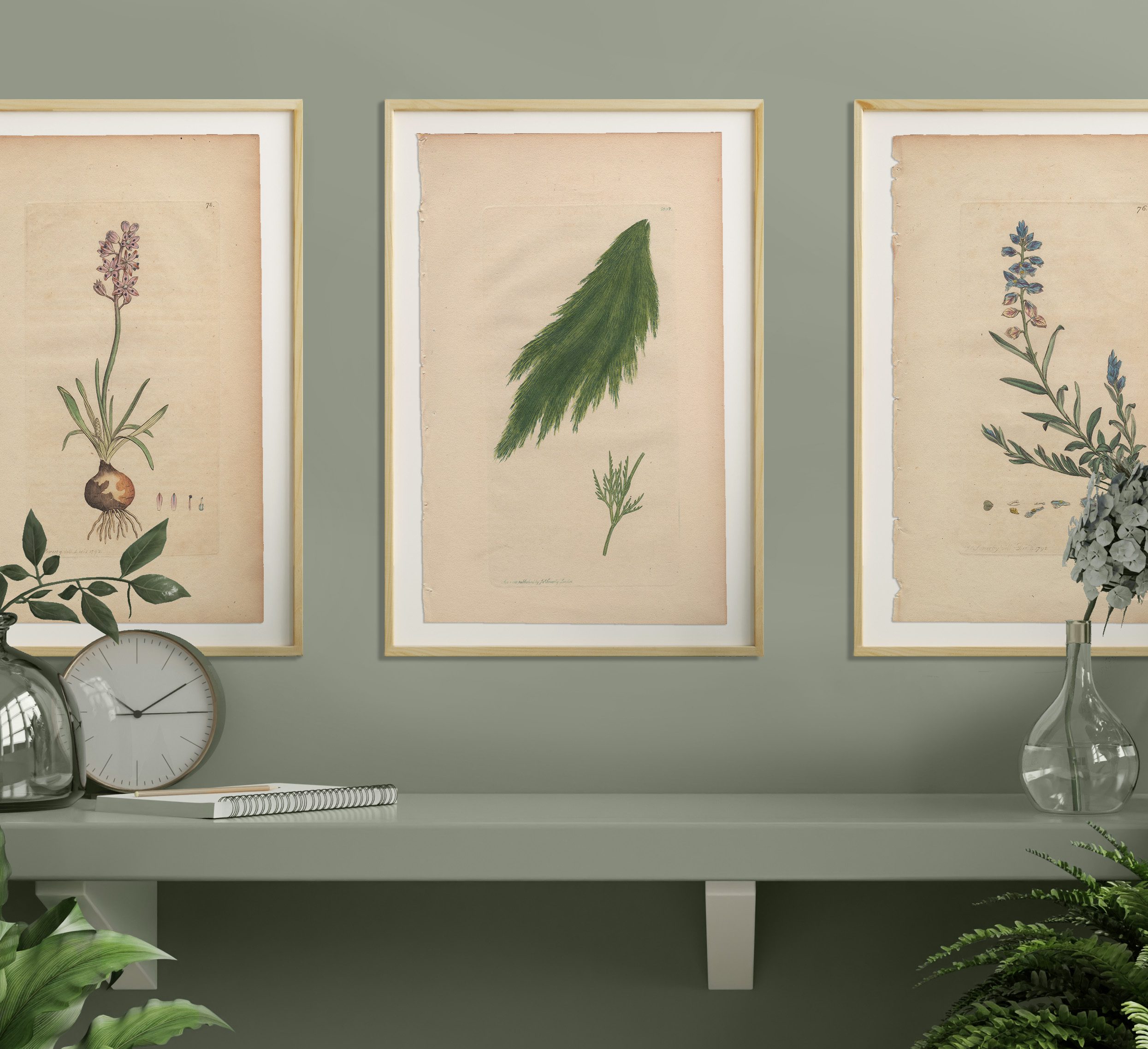 James Sowerby English Botany