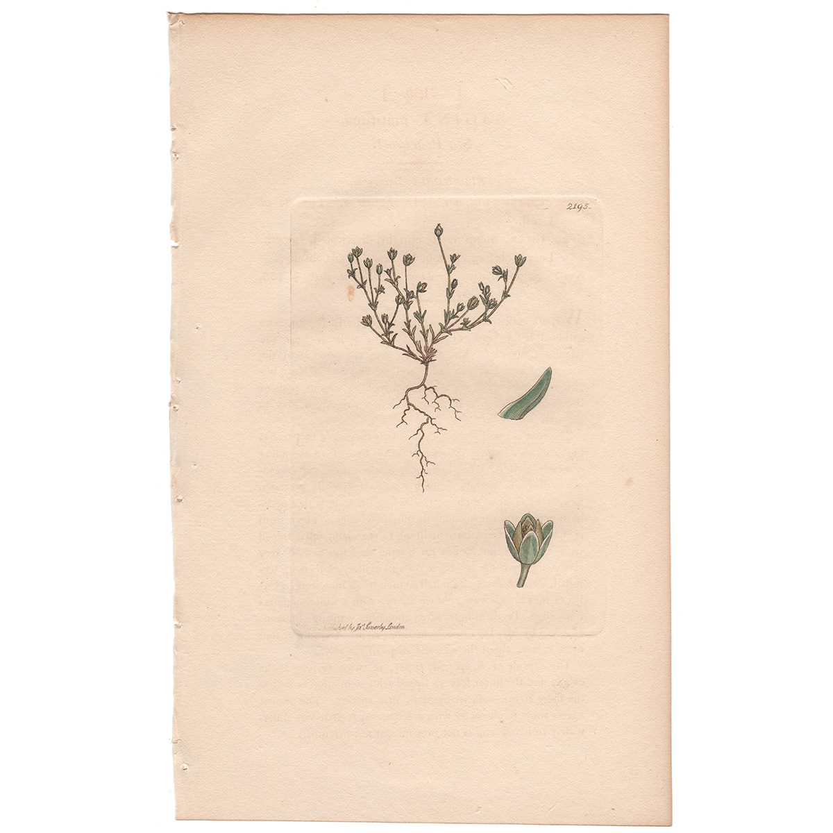 Sowerby Botany Plate 2195 Sea Pearl-wort