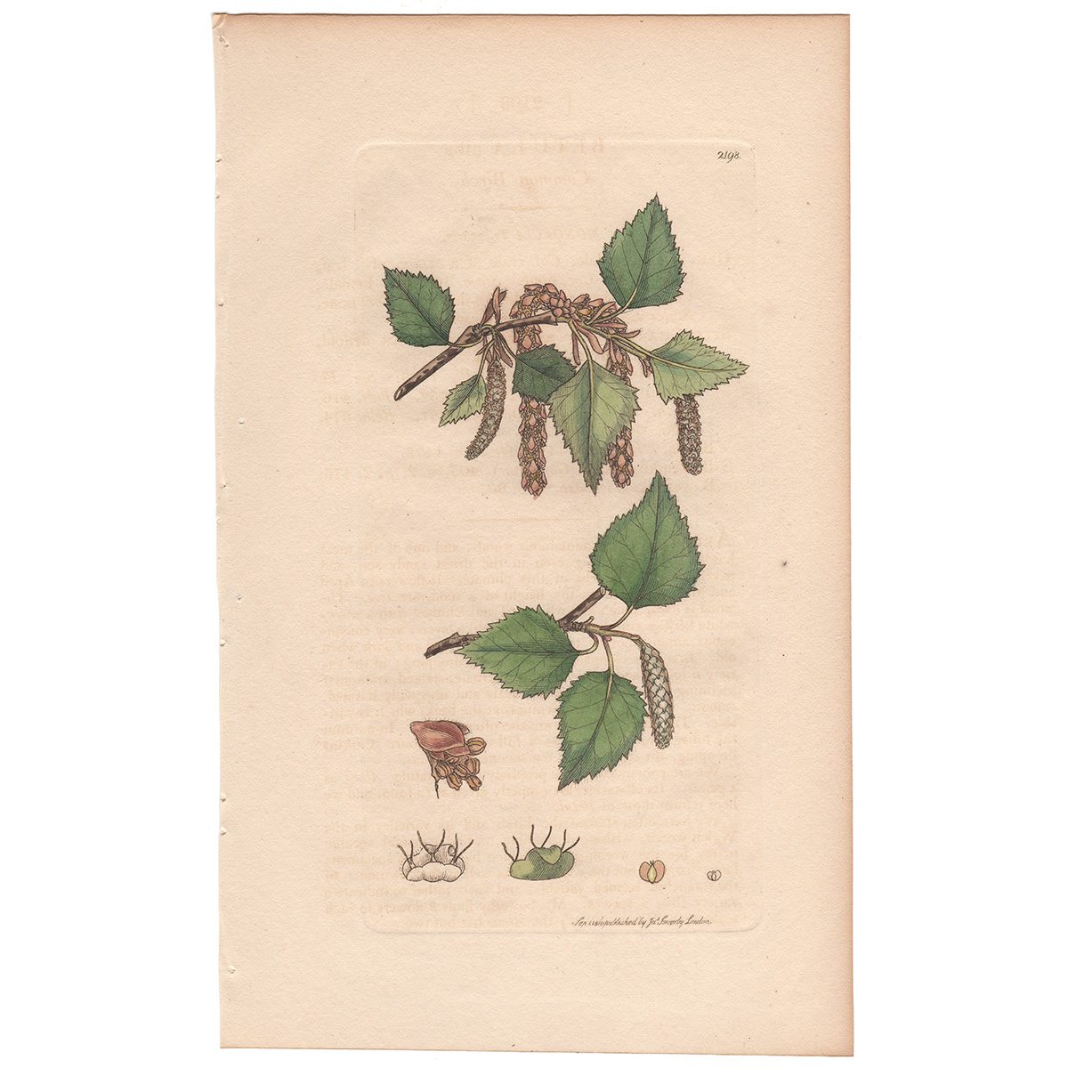 Sowerby Botany Plate 2198 Common Birch