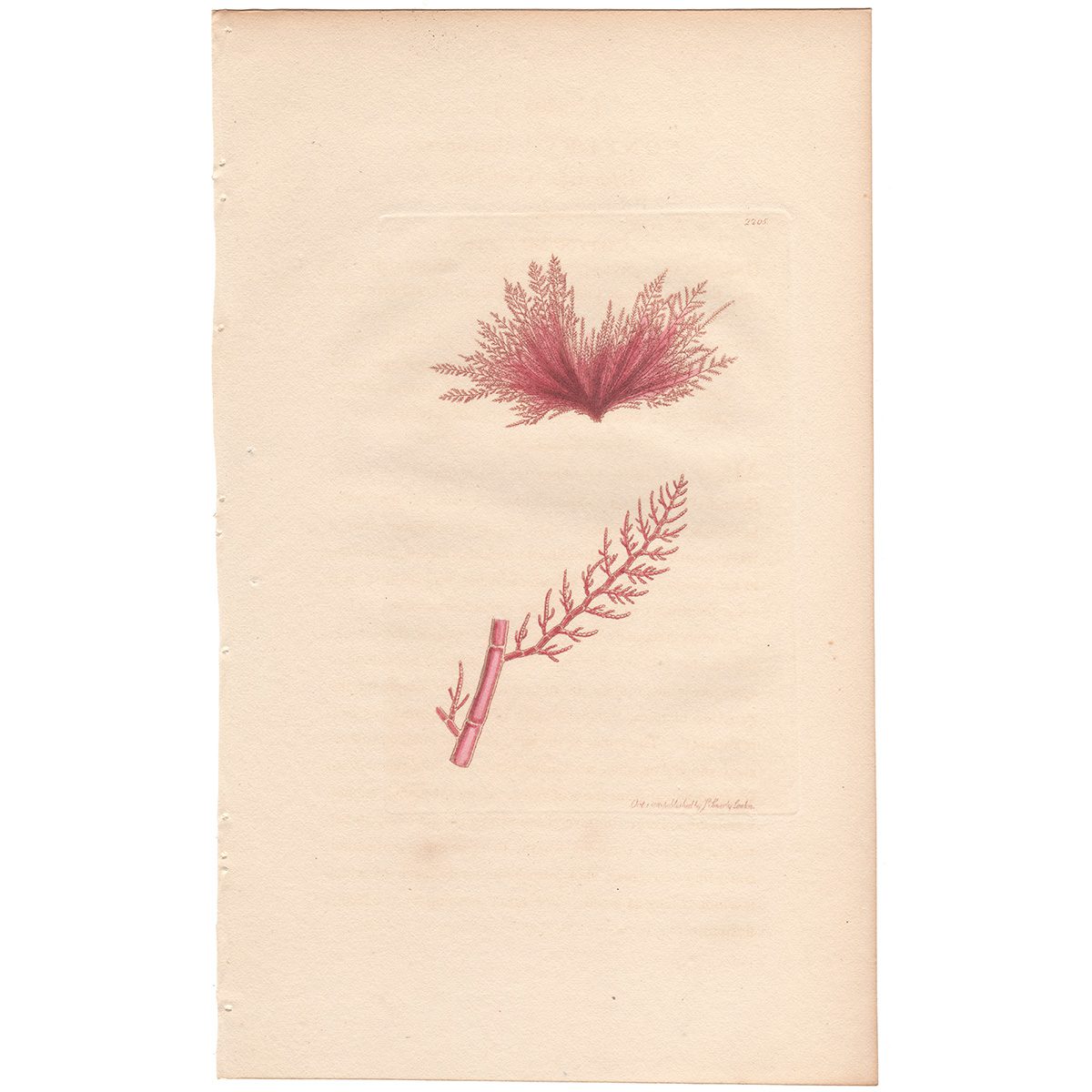 Sowerby Botany Plate 2205 Arbor-vitae Conferva
