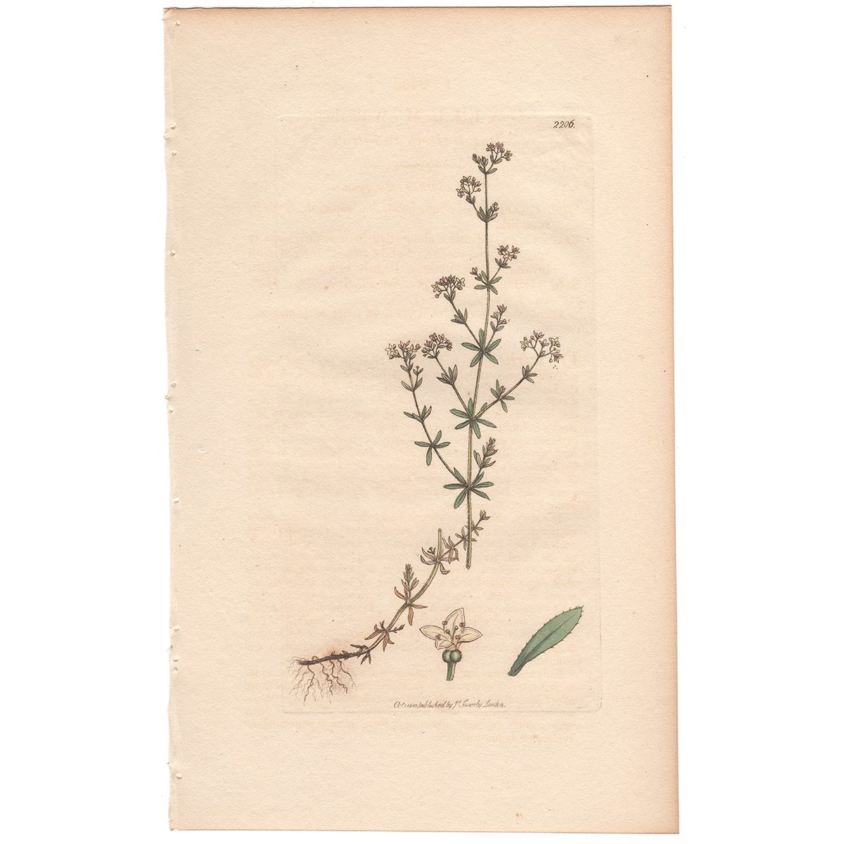 Sowerby Botany Plate 2206 Rough Heath Bed-straw