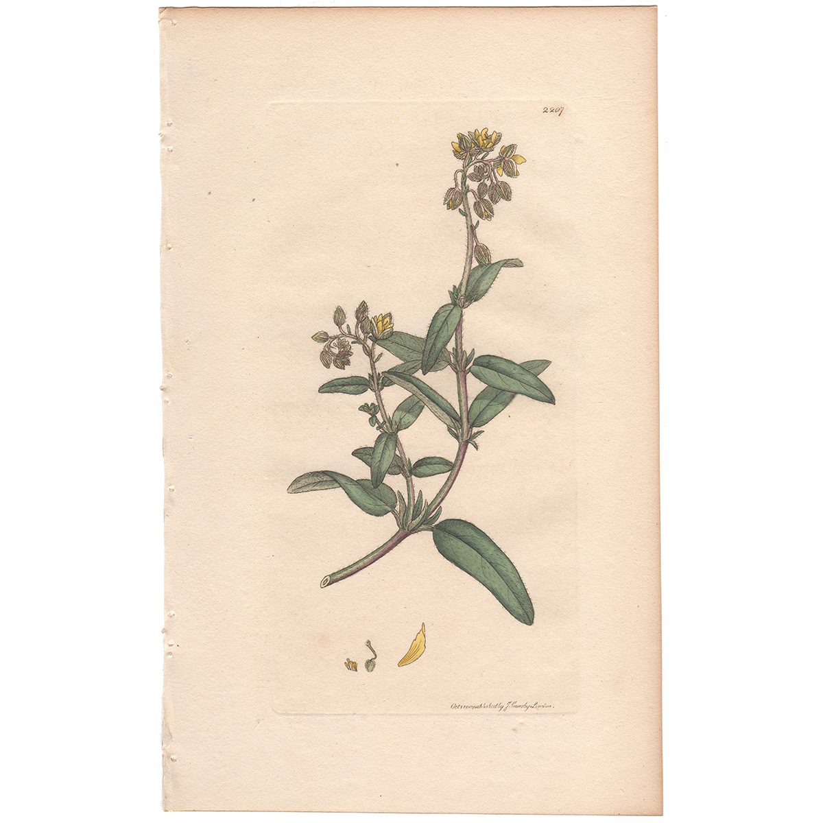 Sowerby Botany Plate 2207 Dotted-leaved Cistus