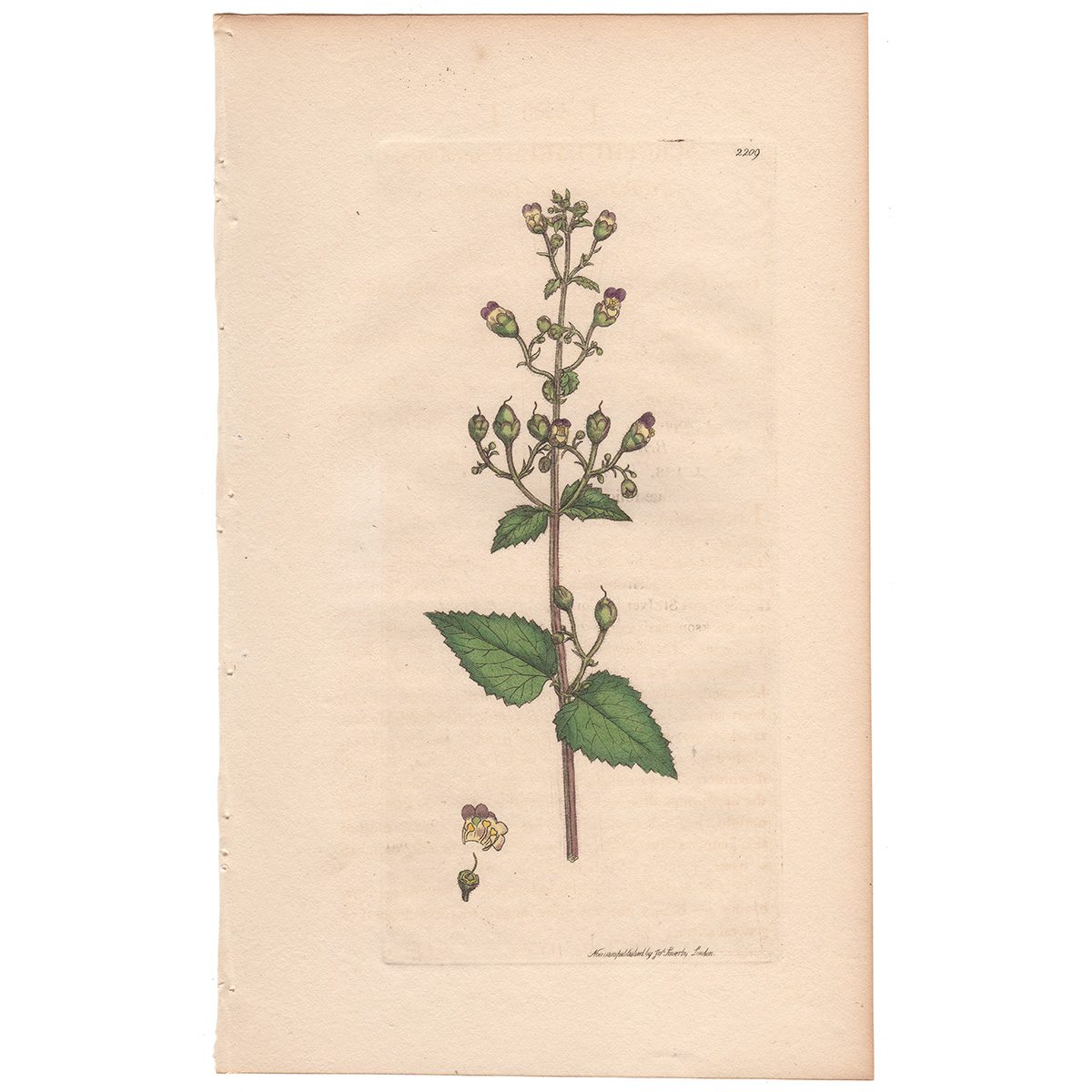 Sowerby Botany Plate 2209 Balm-leaved Figwort